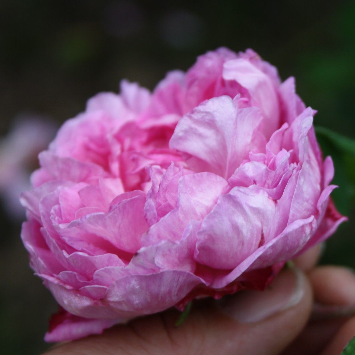 Nouvelle Pivoine – Bild 7