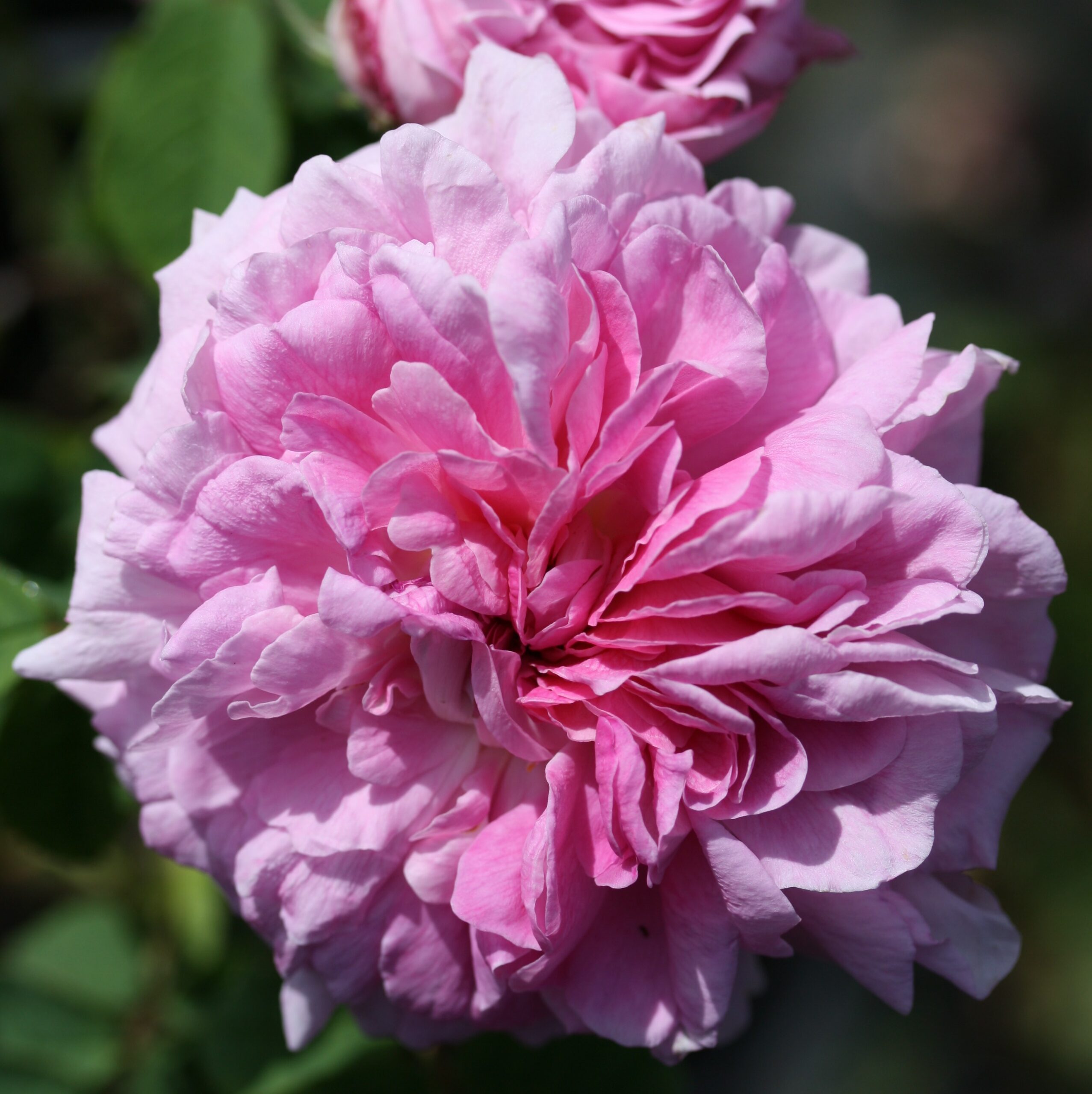 Nouvelle Pivoine – Bild 6