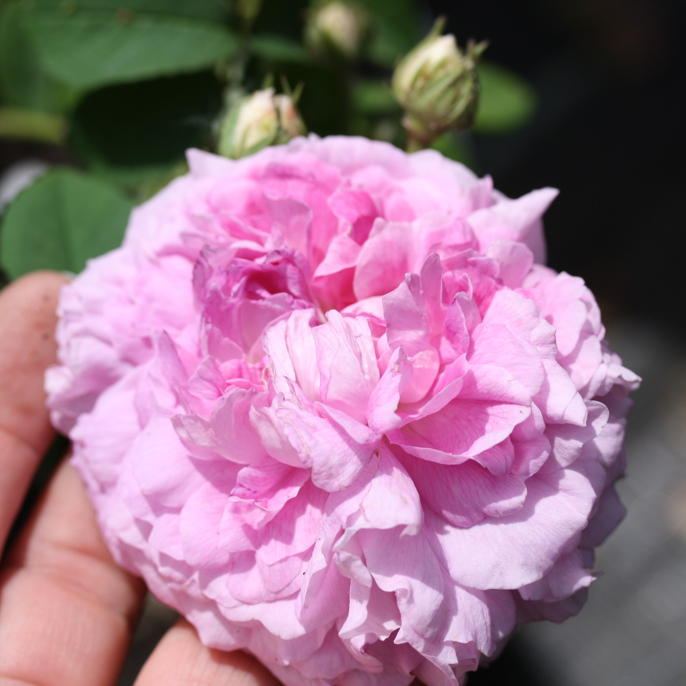 Nouvelle Pivoine – Bild 8