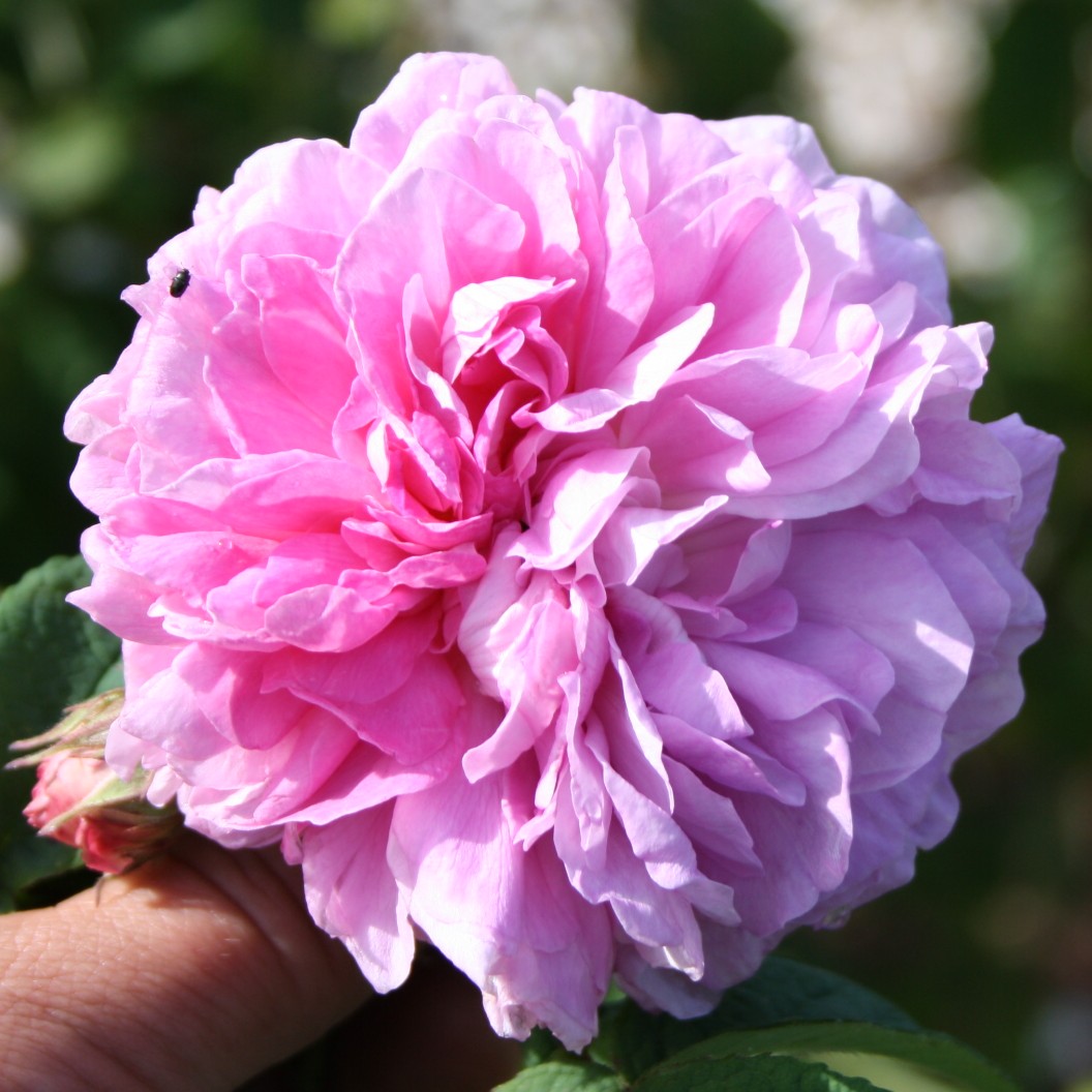 Nouvelle Pivoine – Bild 10