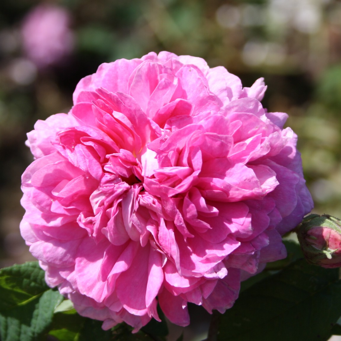 Nouvelle Pivoine – Bild 11