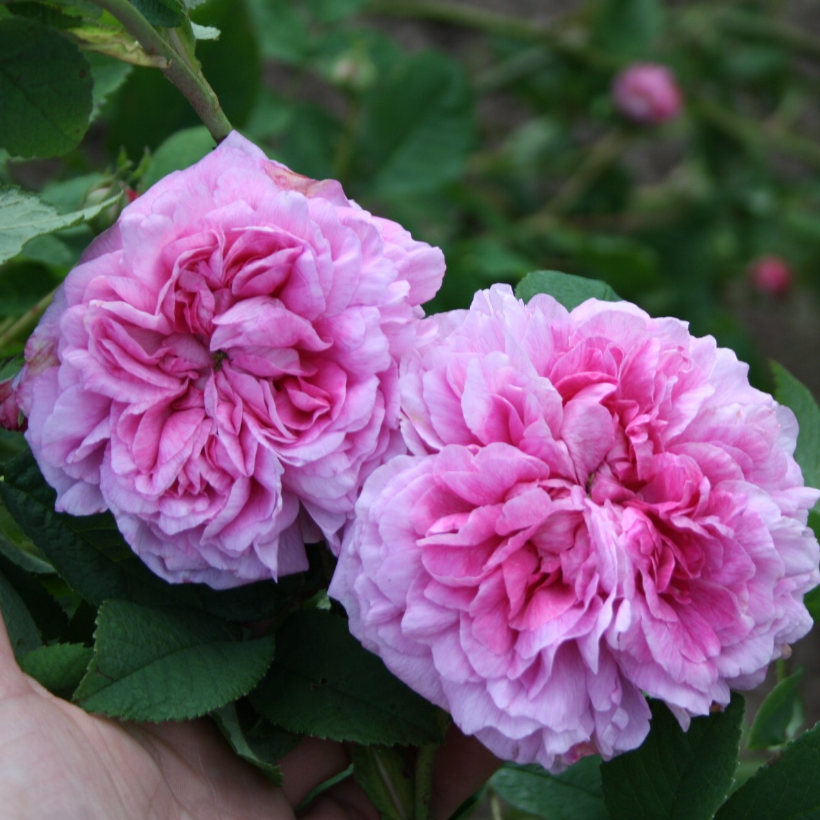Nouvelle Pivoine