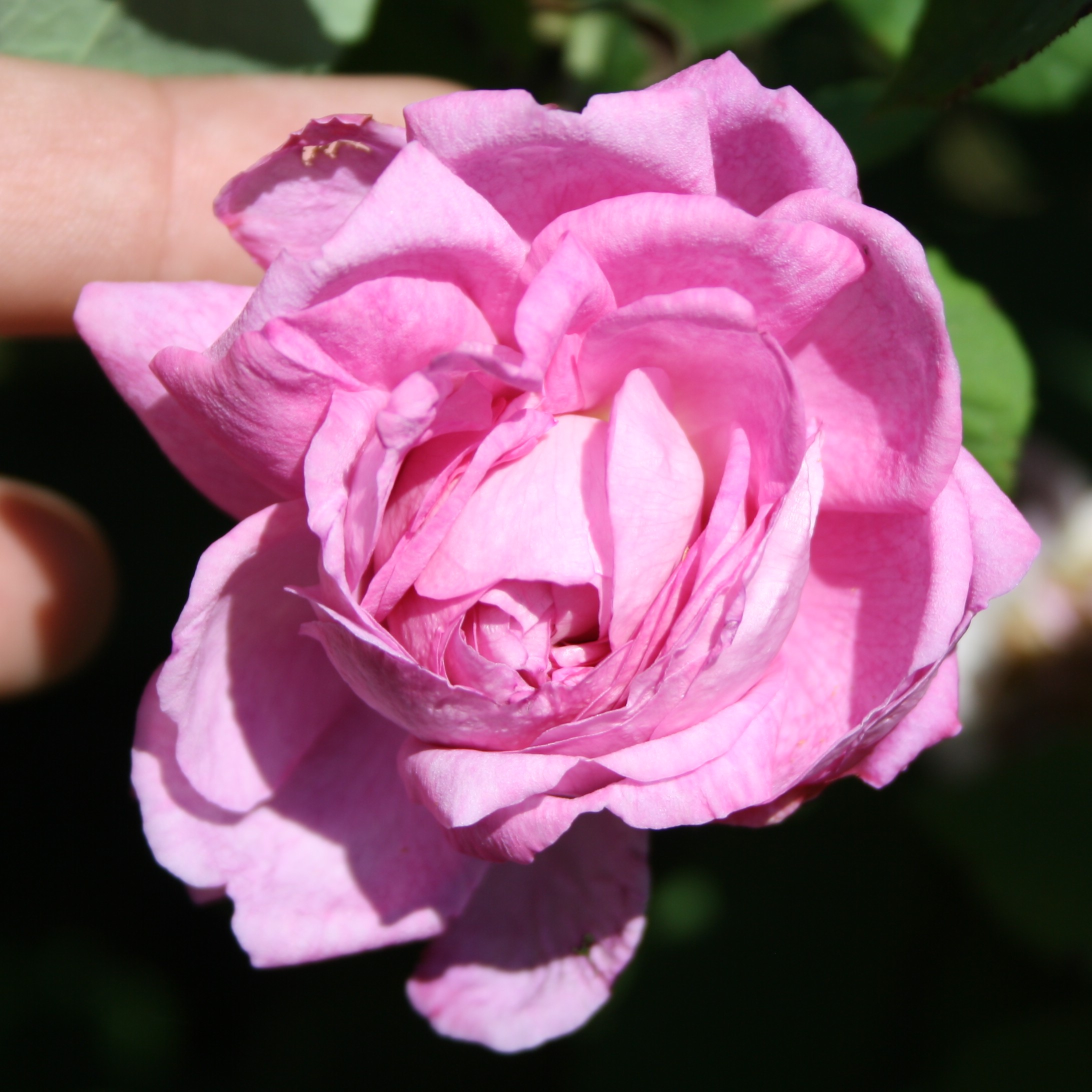 Nouvelle Pivoine – Bild 5
