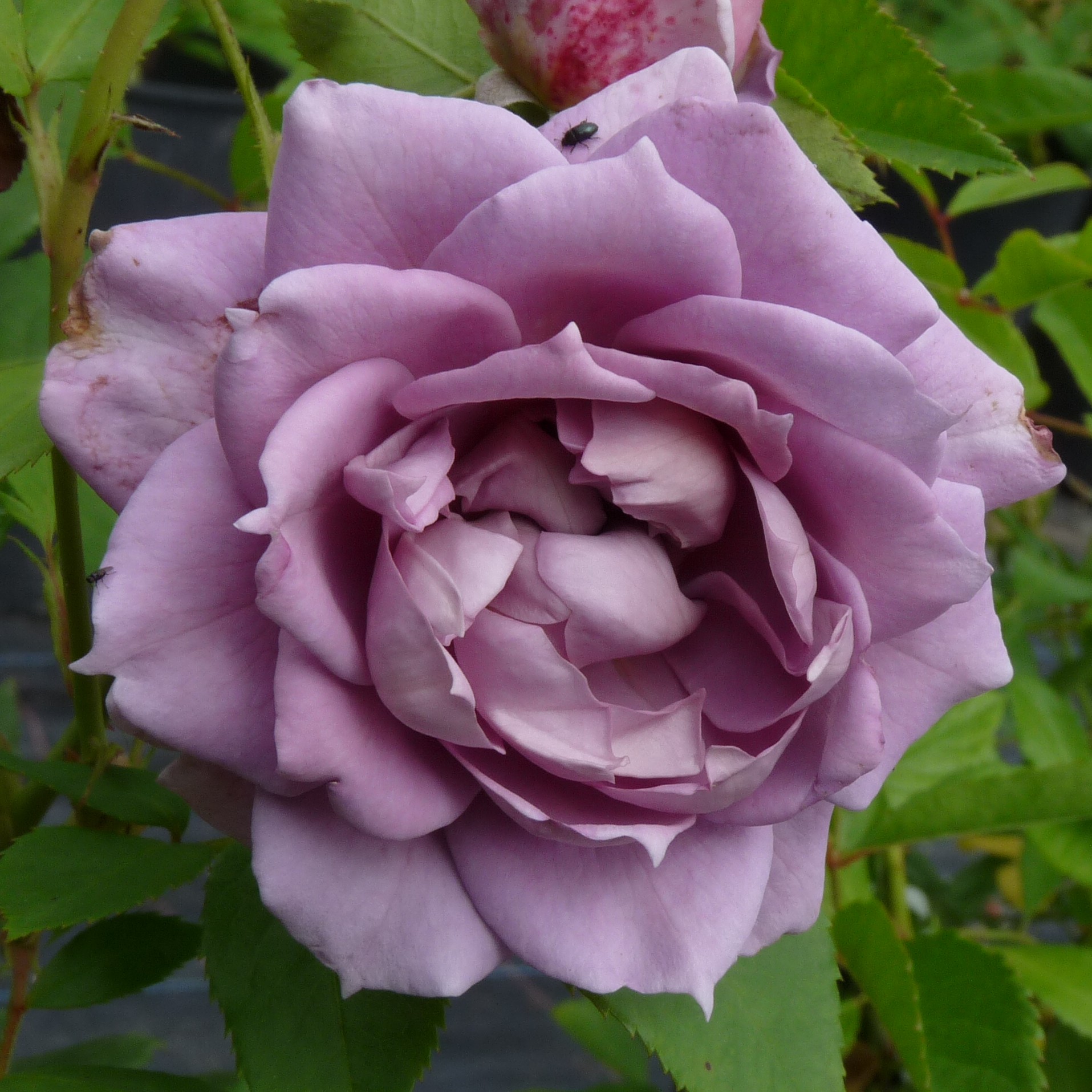 Novalis – Bild 5