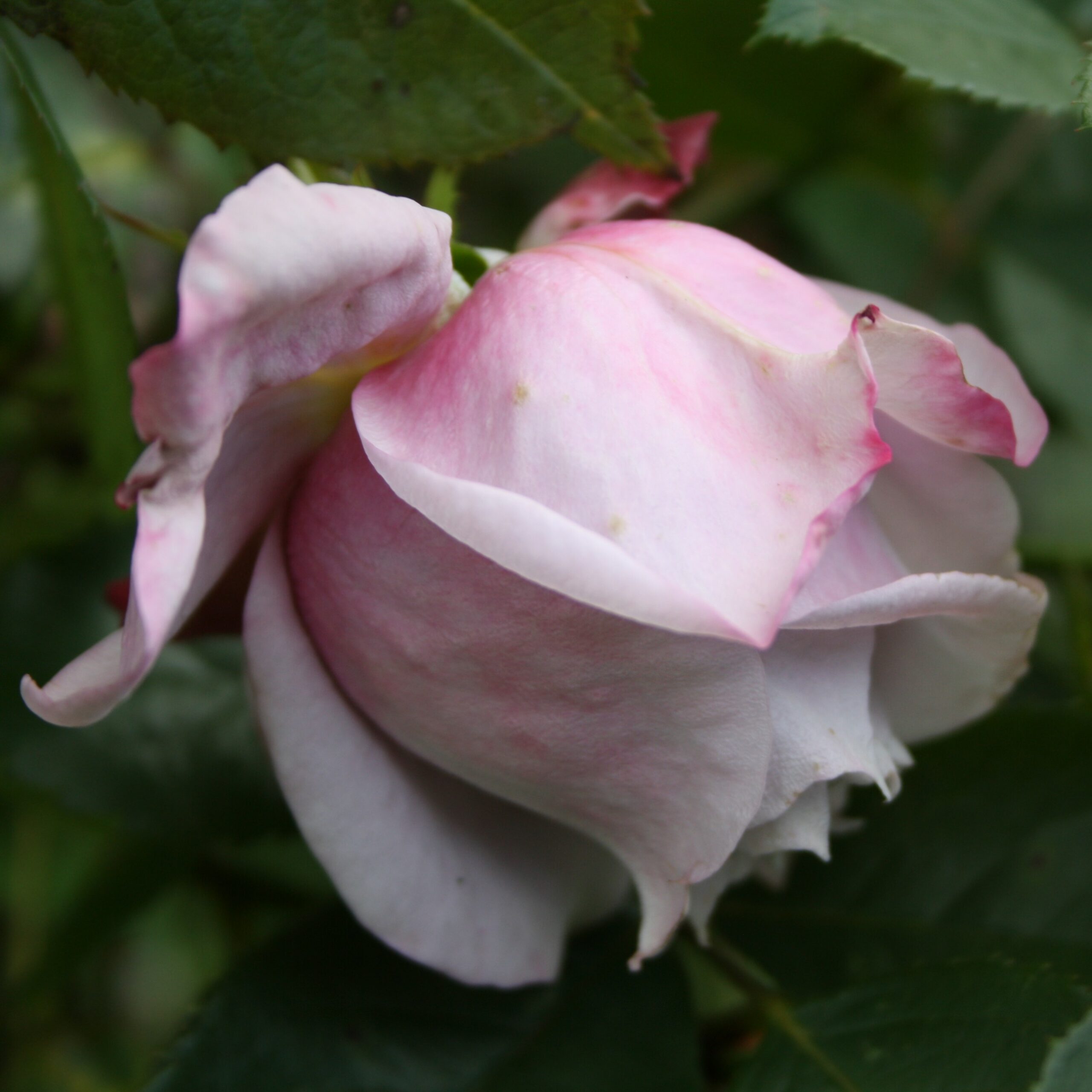 Novalis – Bild 9