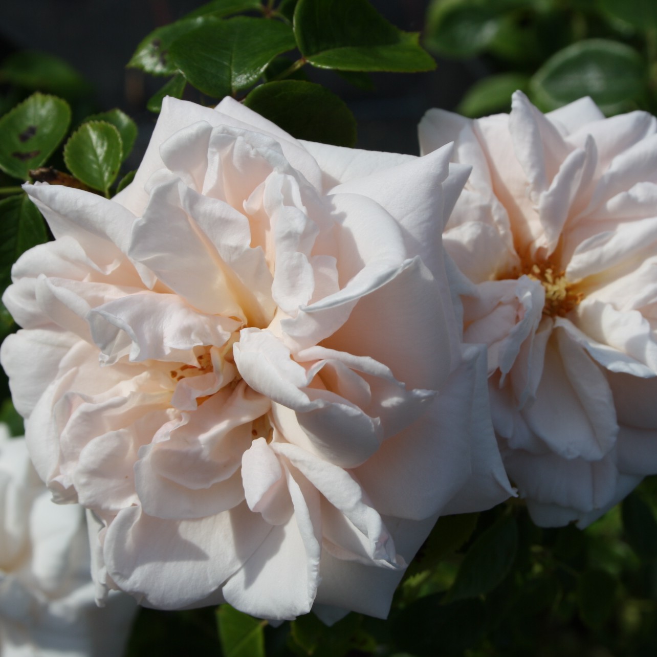 Penny Lane – Bild 9