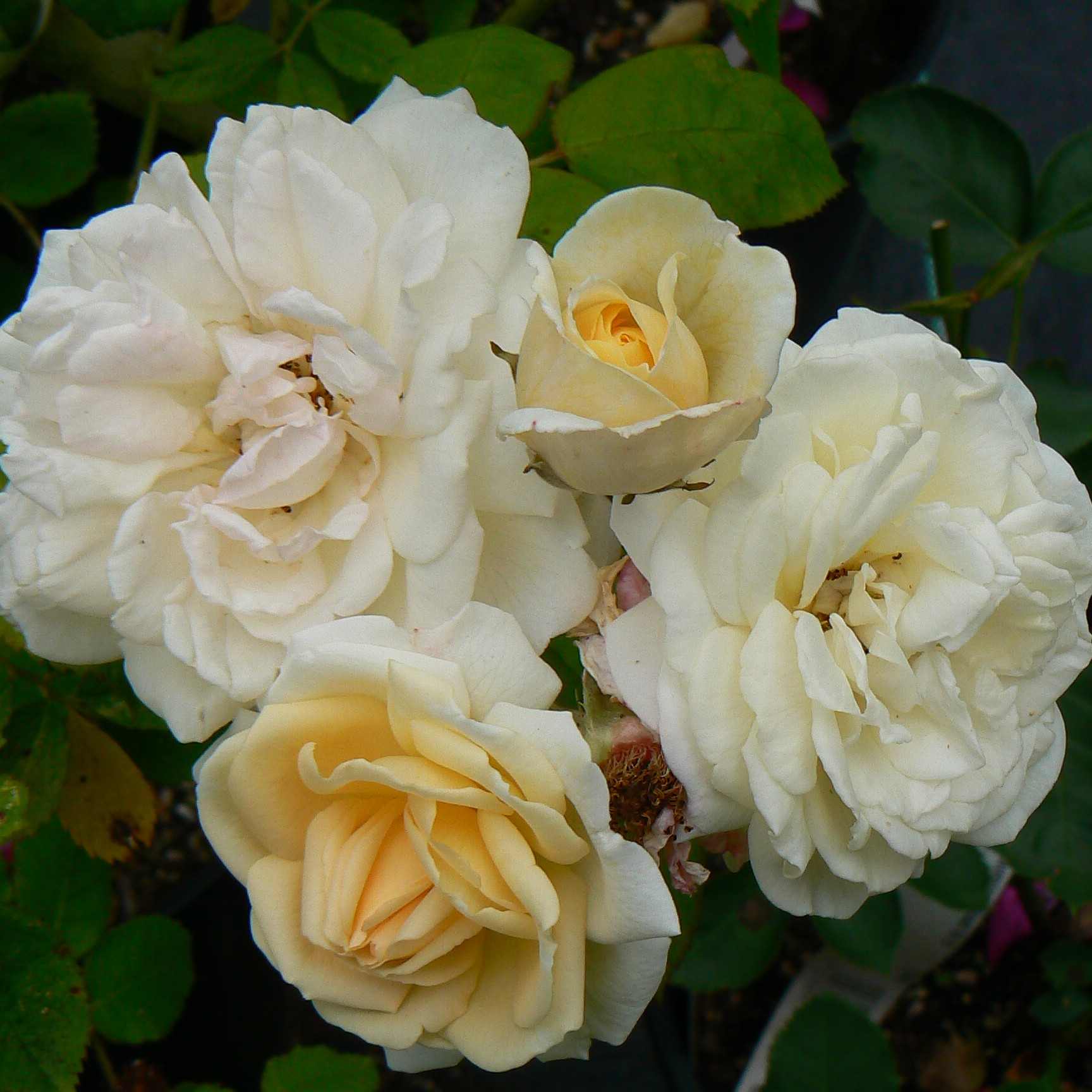 Penny Lane – Bild 10