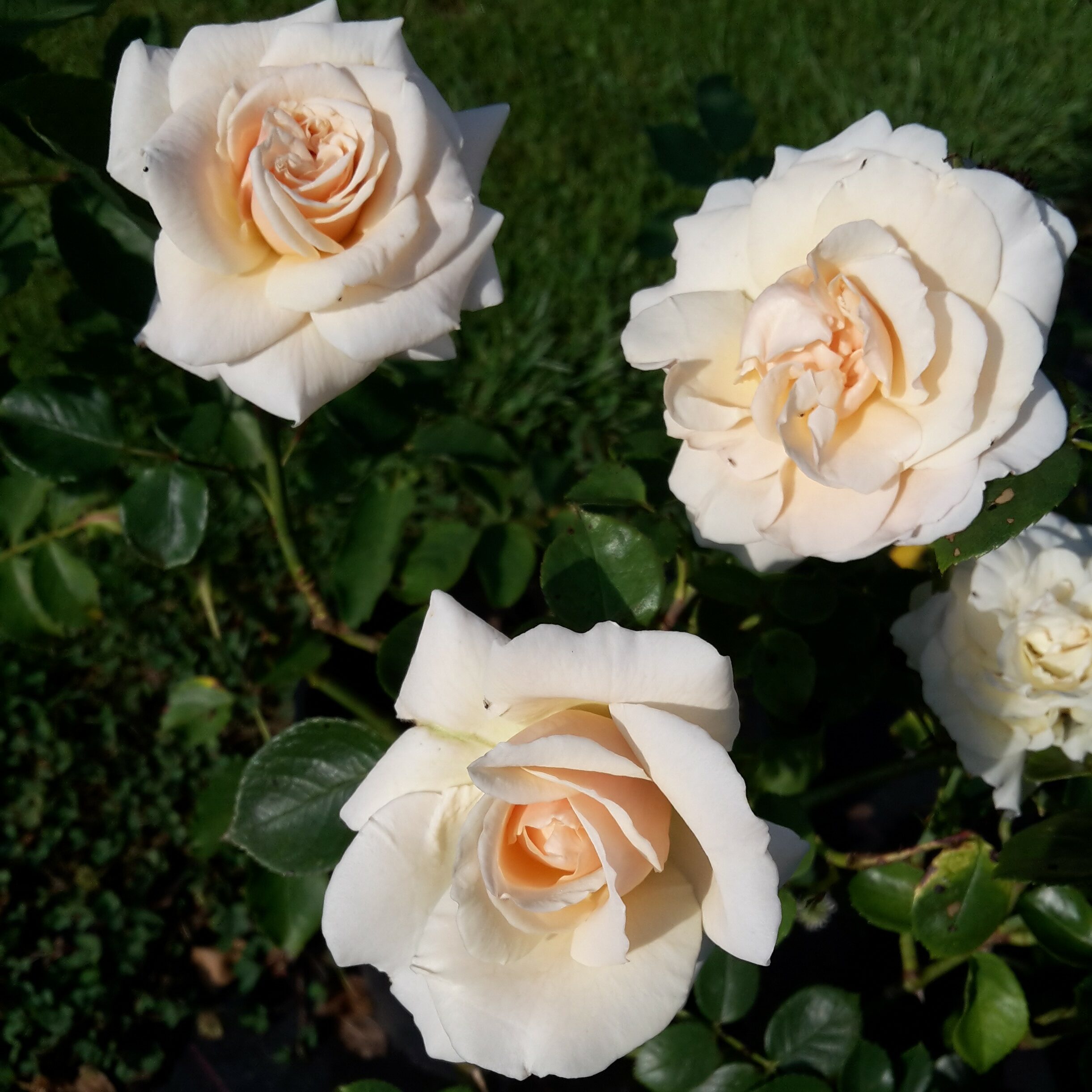 Penny Lane – Bild 8