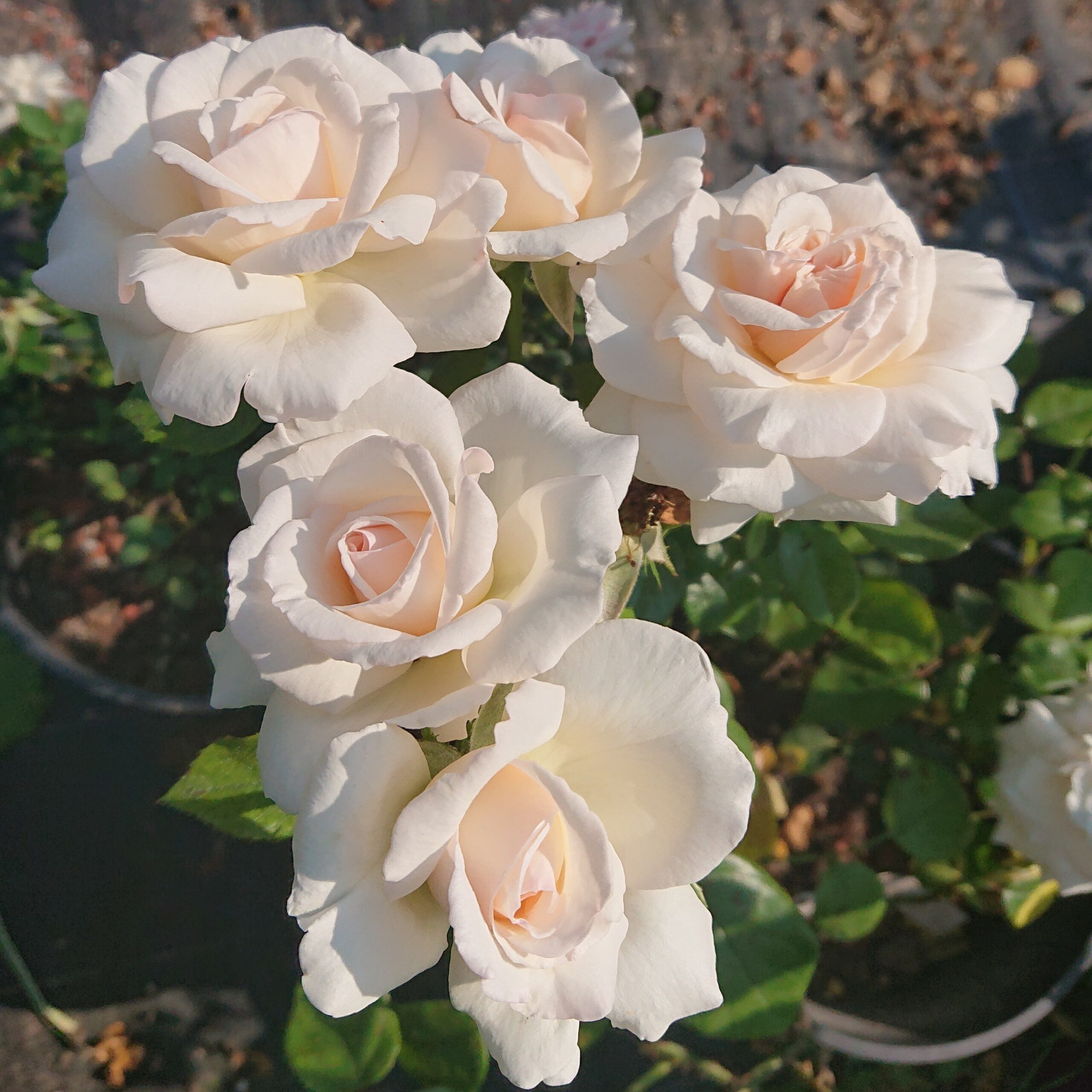 Penny Lane – Bild 5