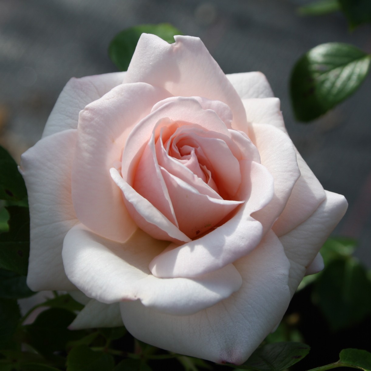 Penny Lane – Bild 7