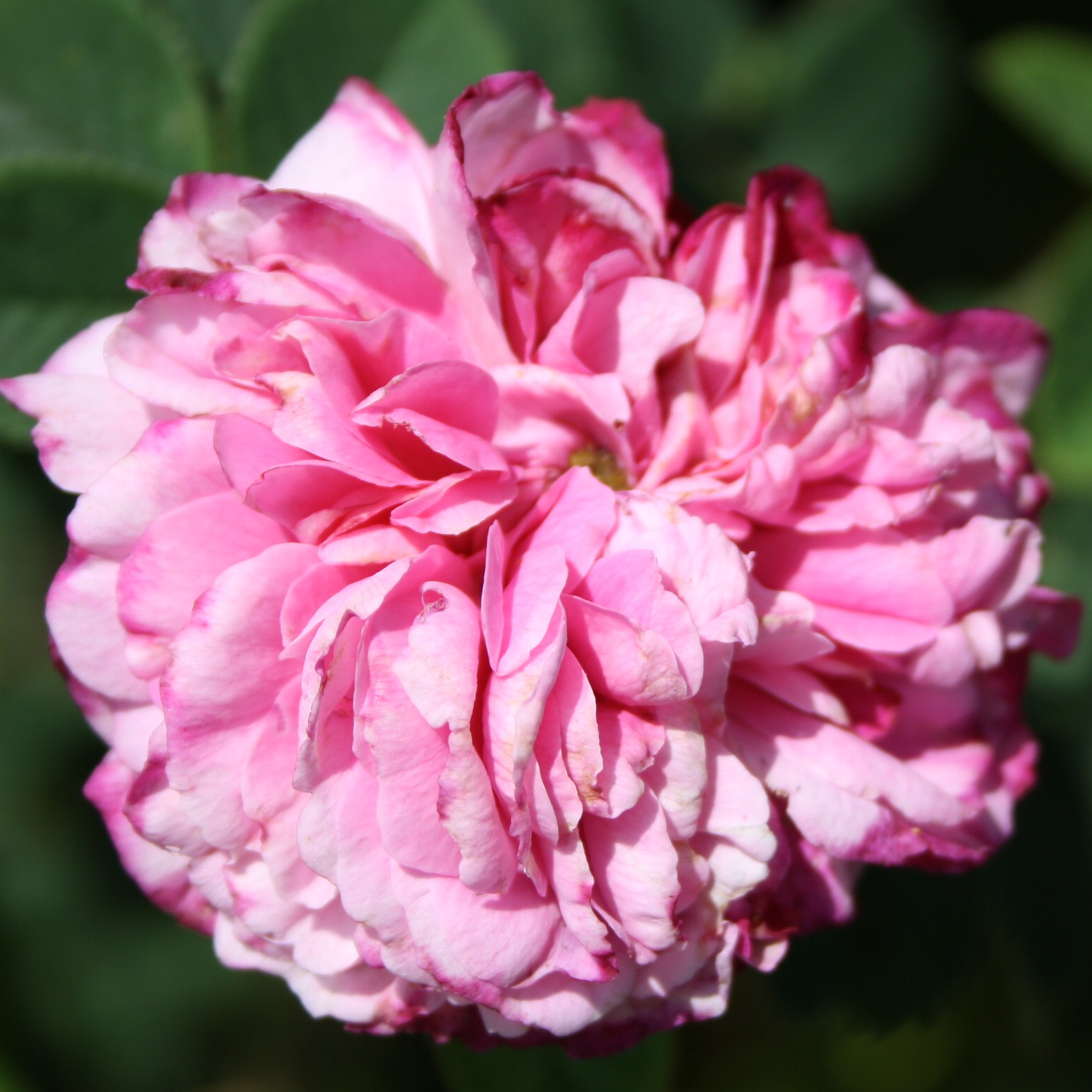 Pink Leda