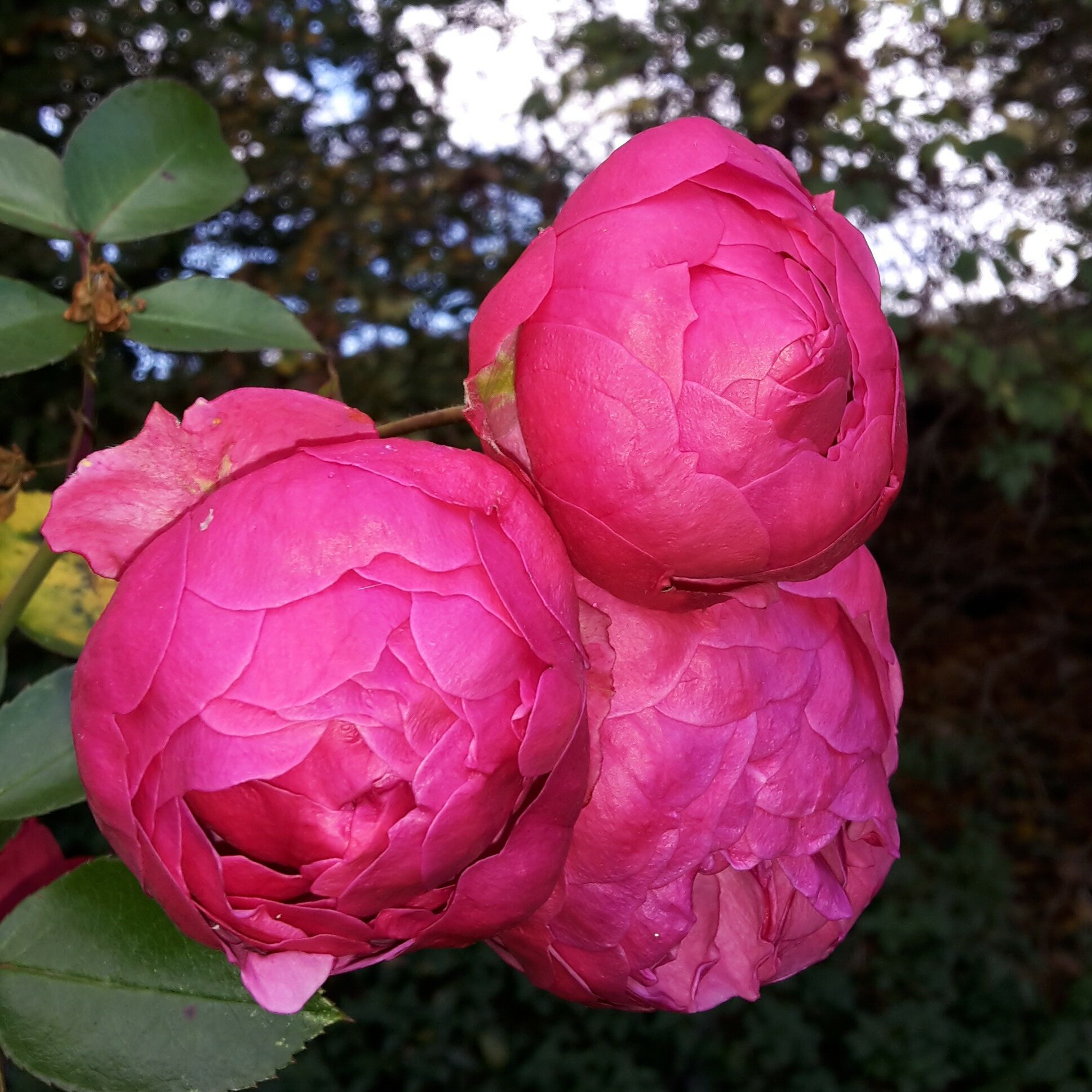 Pomponella – Bild 9