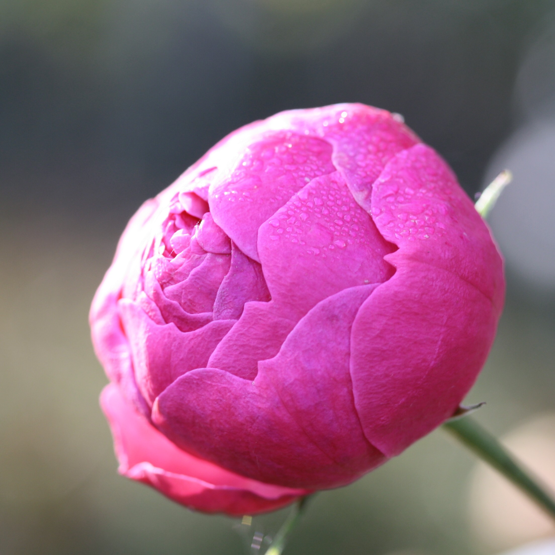 Pomponella – Bild 3