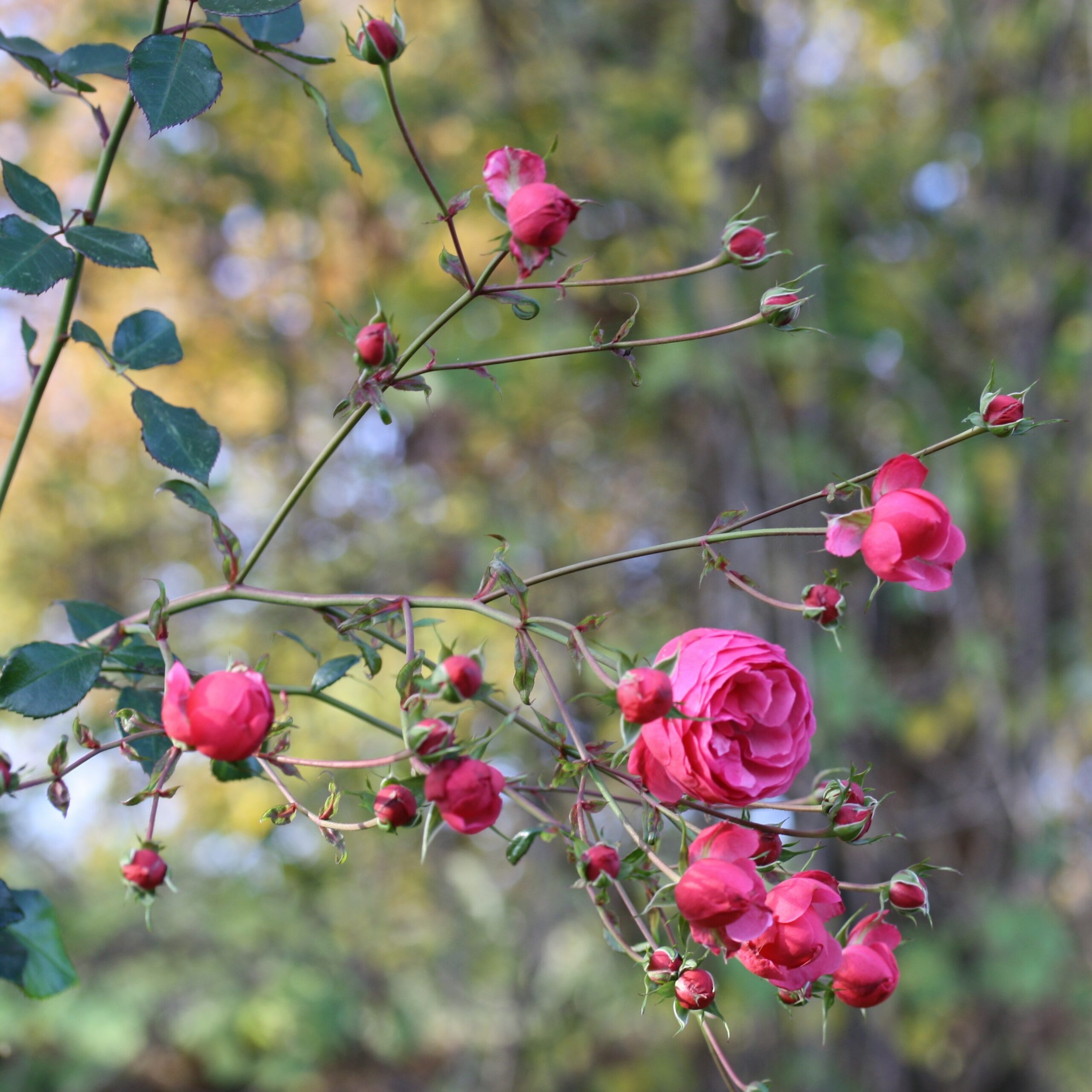 Pomponella – Bild 8