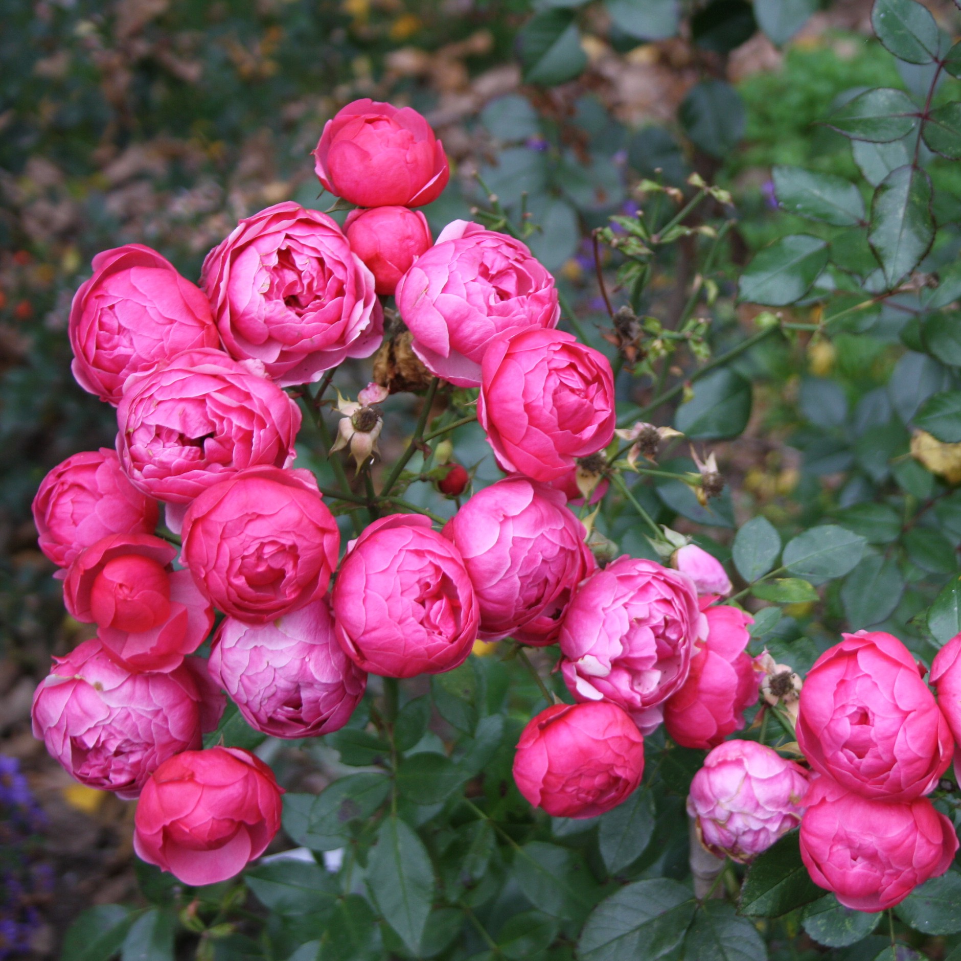 Pomponella – Bild 6