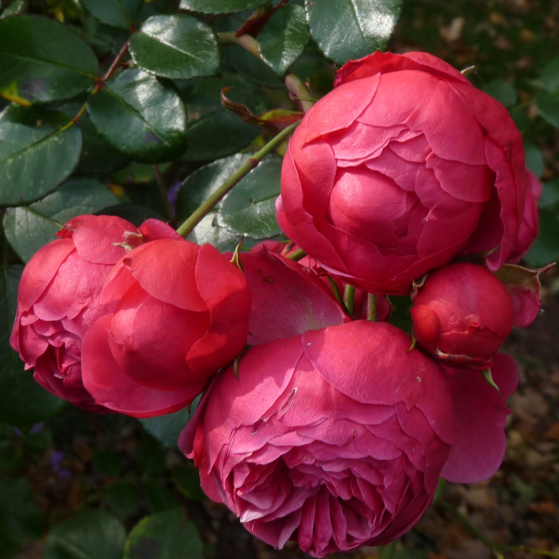 Pomponella – Bild 5