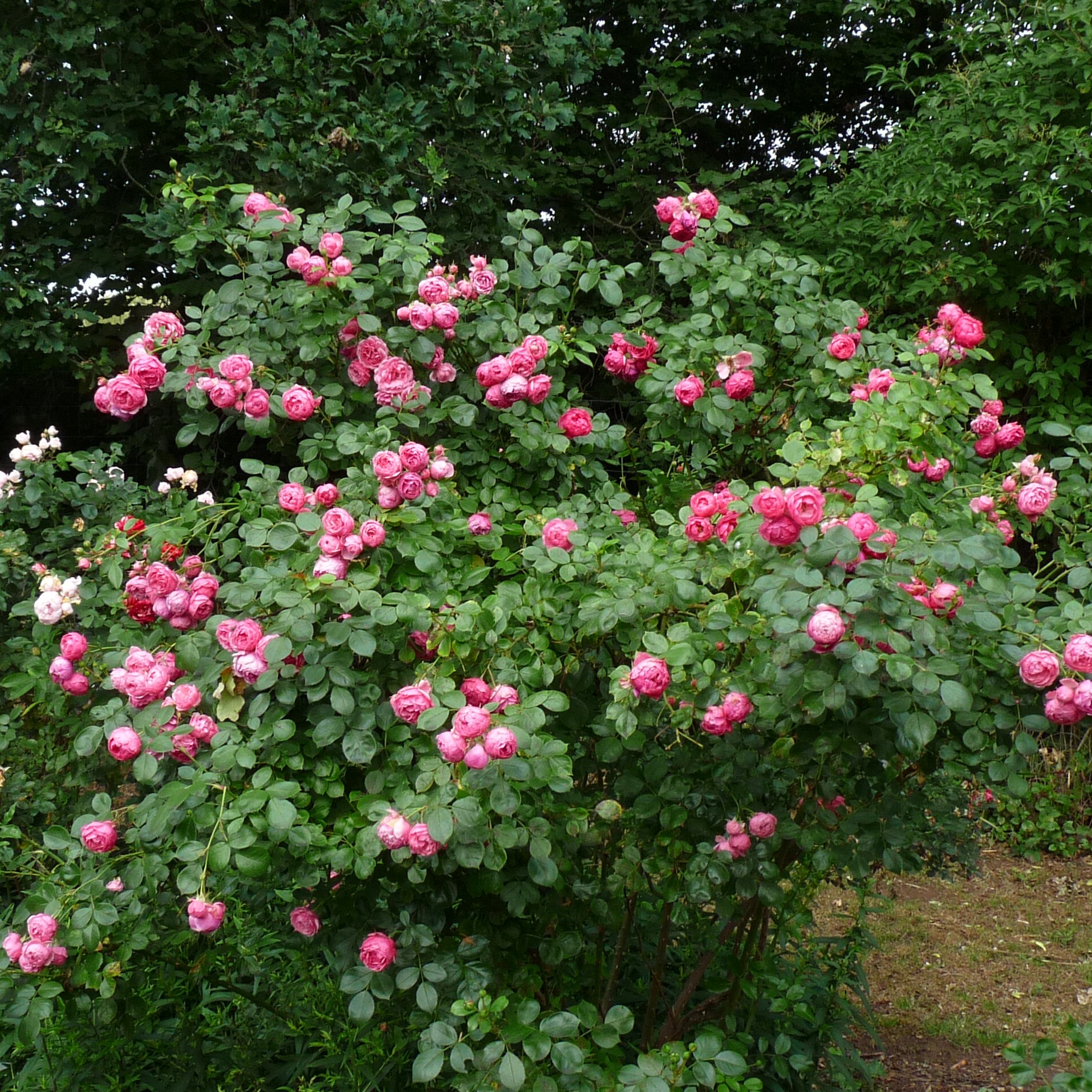 Pomponella – Bild 4