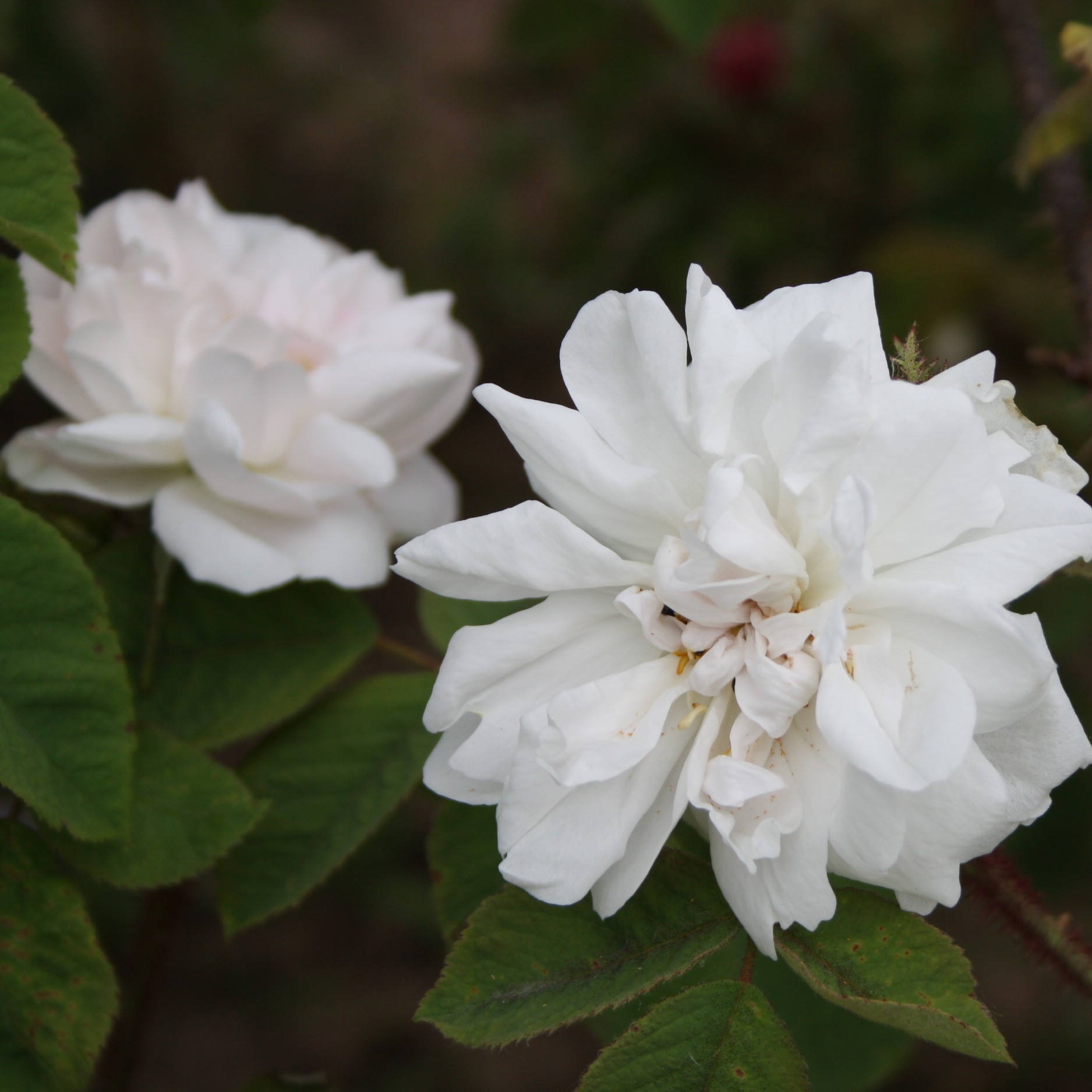 Quatre Saisons Blanc Mousseux