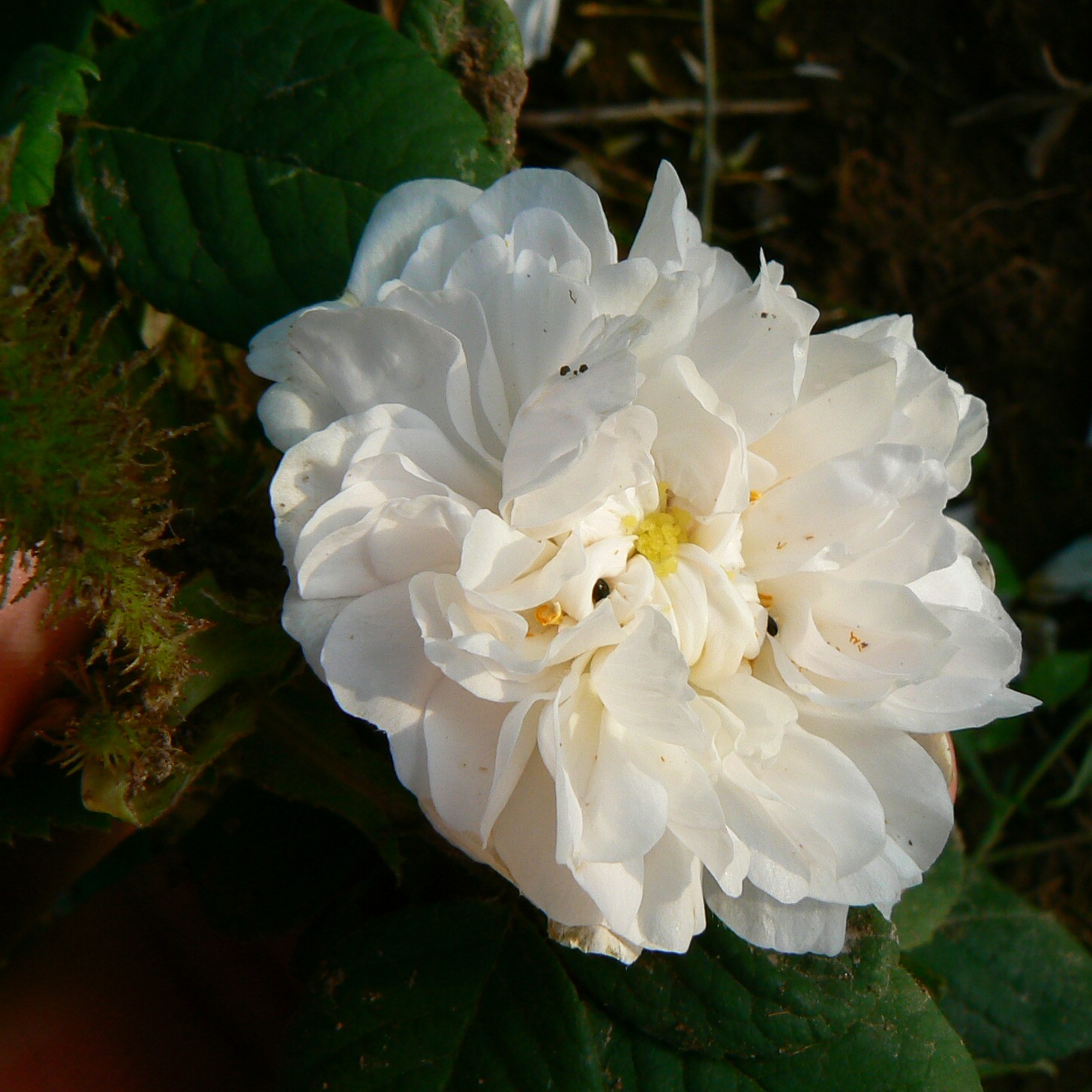 Quatre Saisons Blanc Mousseux – Bild 2