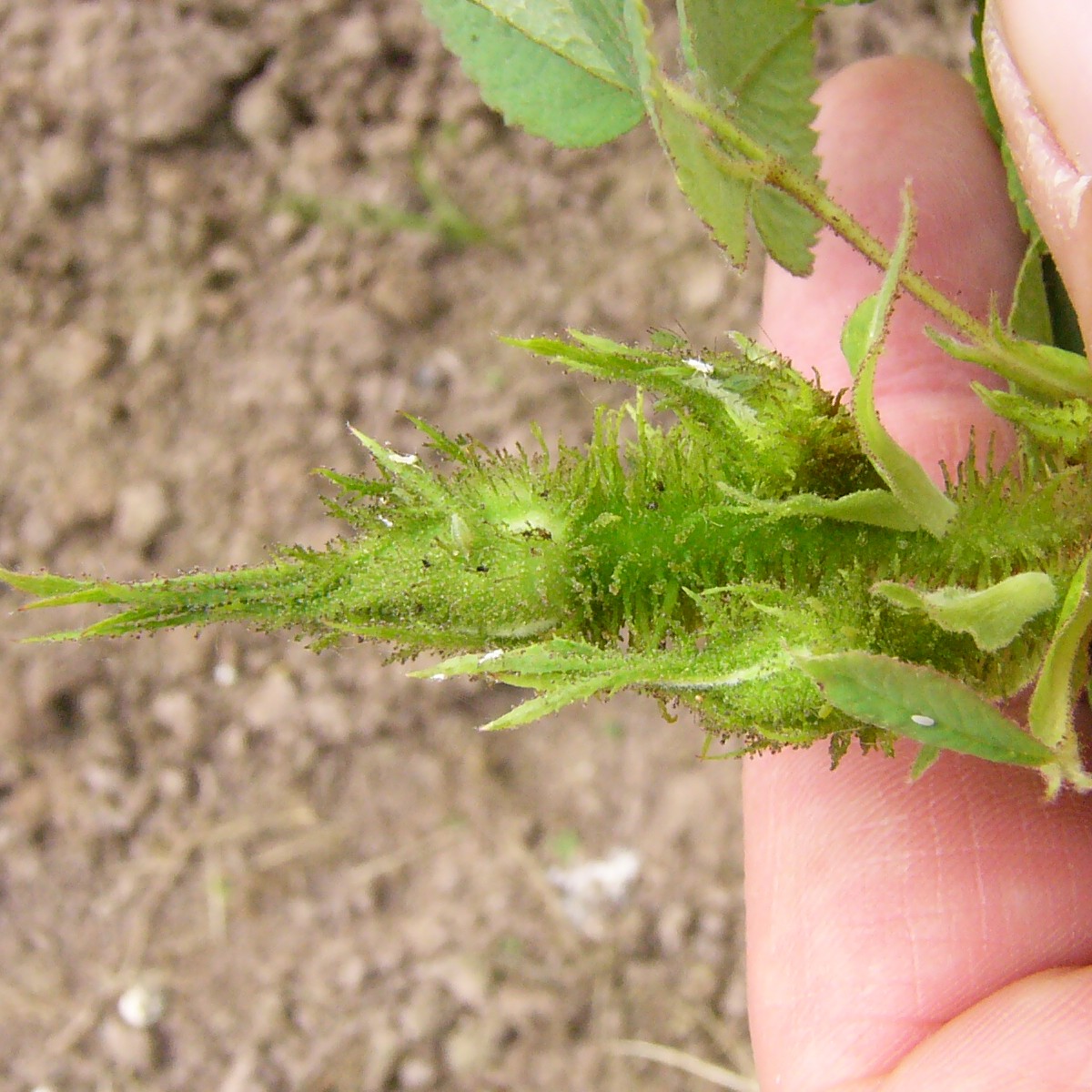 Quatre Saisons Blanc Mousseux – Bild 3