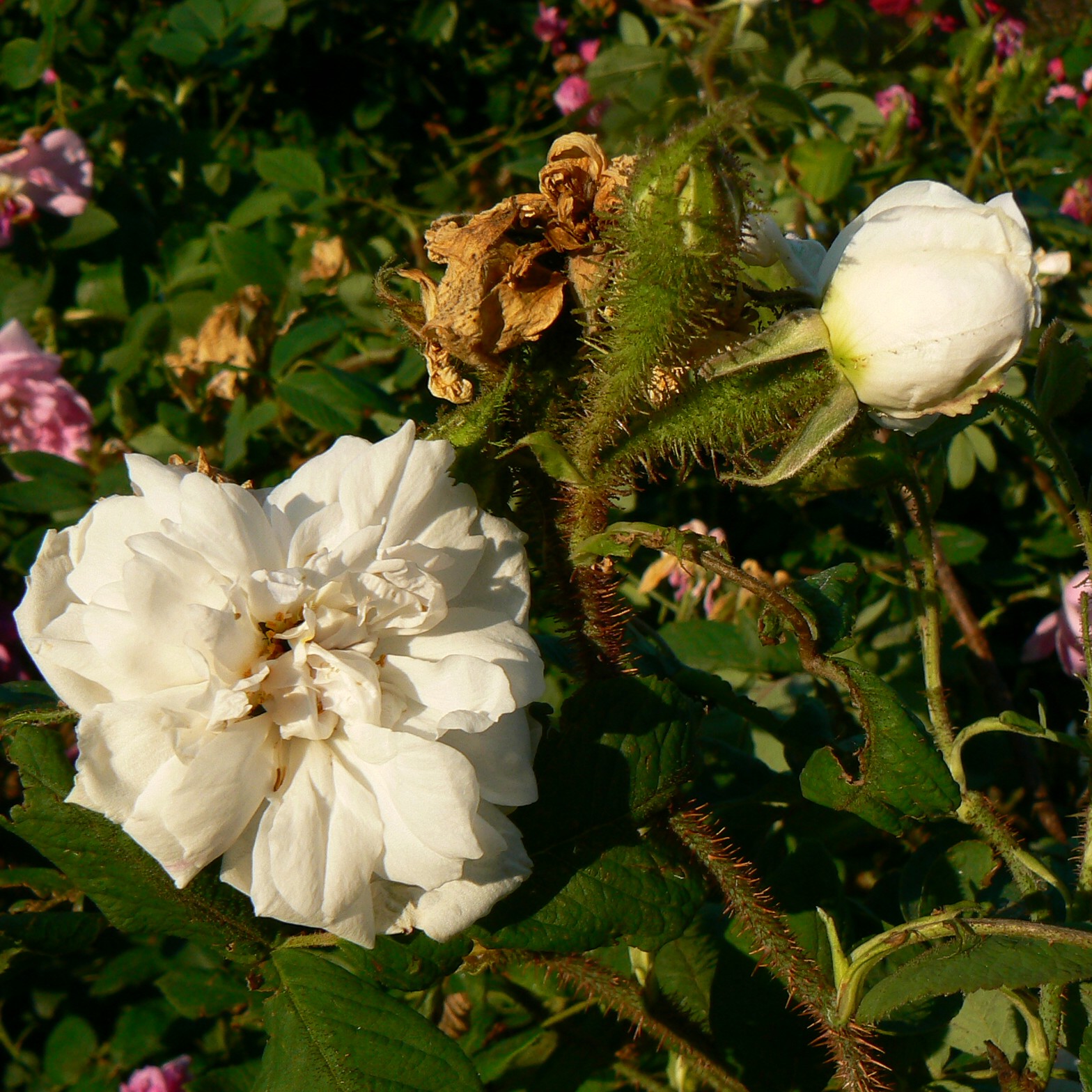 Quatre Saisons Blanc Mousseux – Bild 4