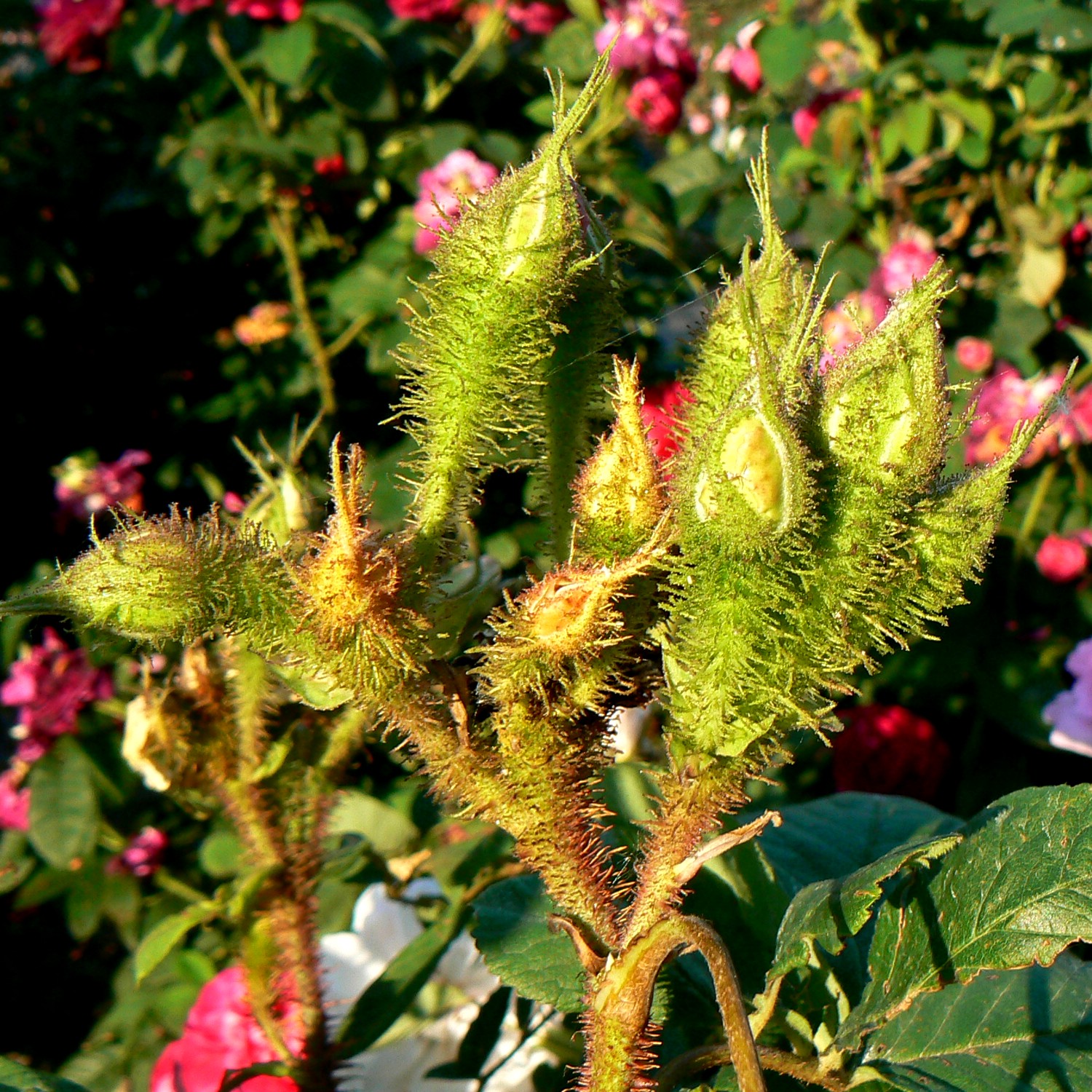 Quatre Saisons Blanc Mousseux – Bild 5