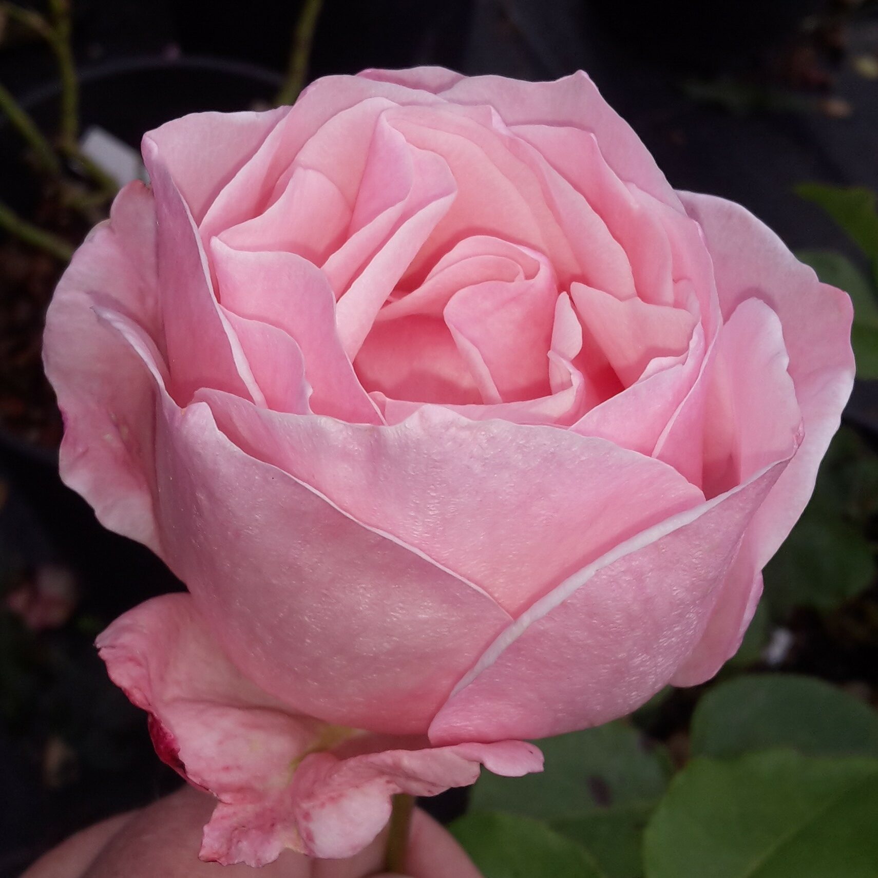 Queen Elizabeth – Bild 4