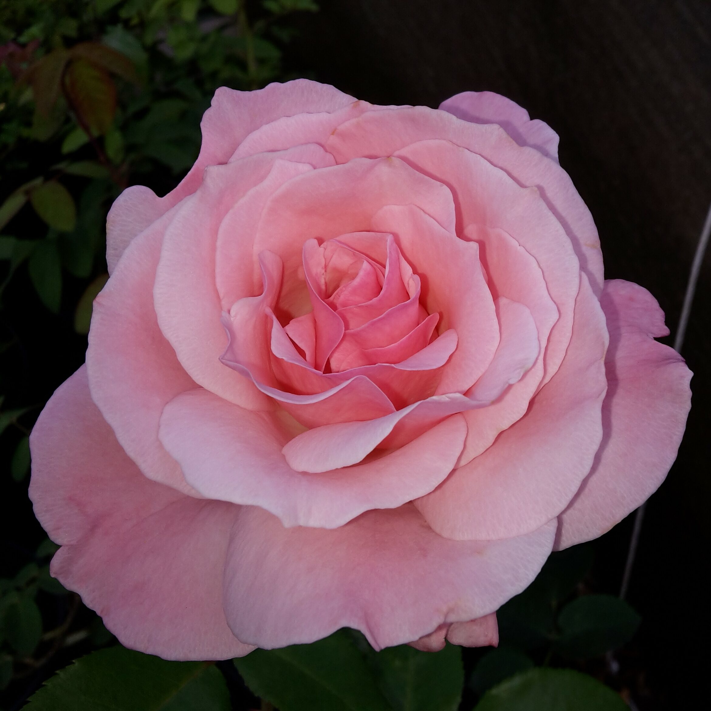 Queen Elizabeth
