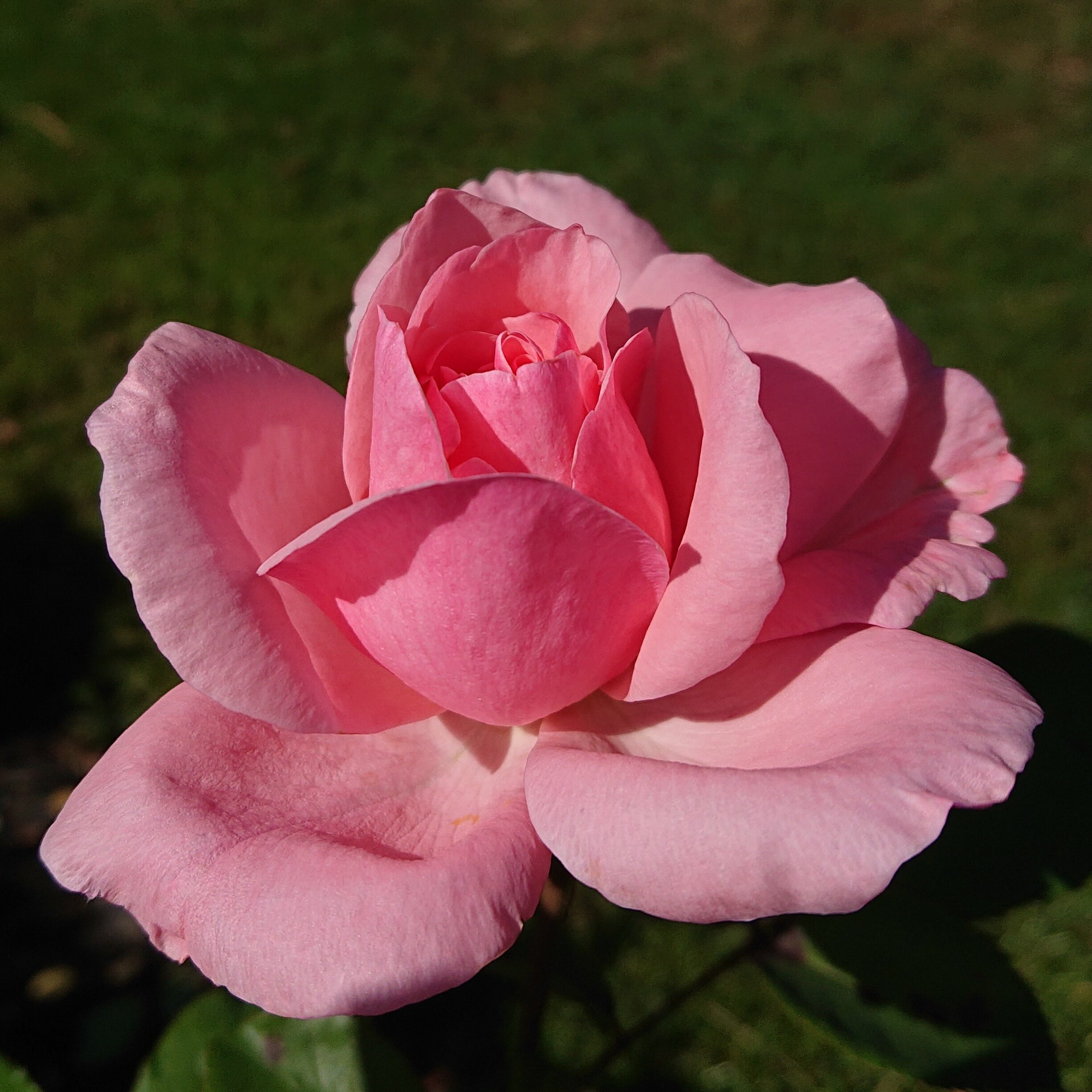 Queen Elizabeth – Bild 2