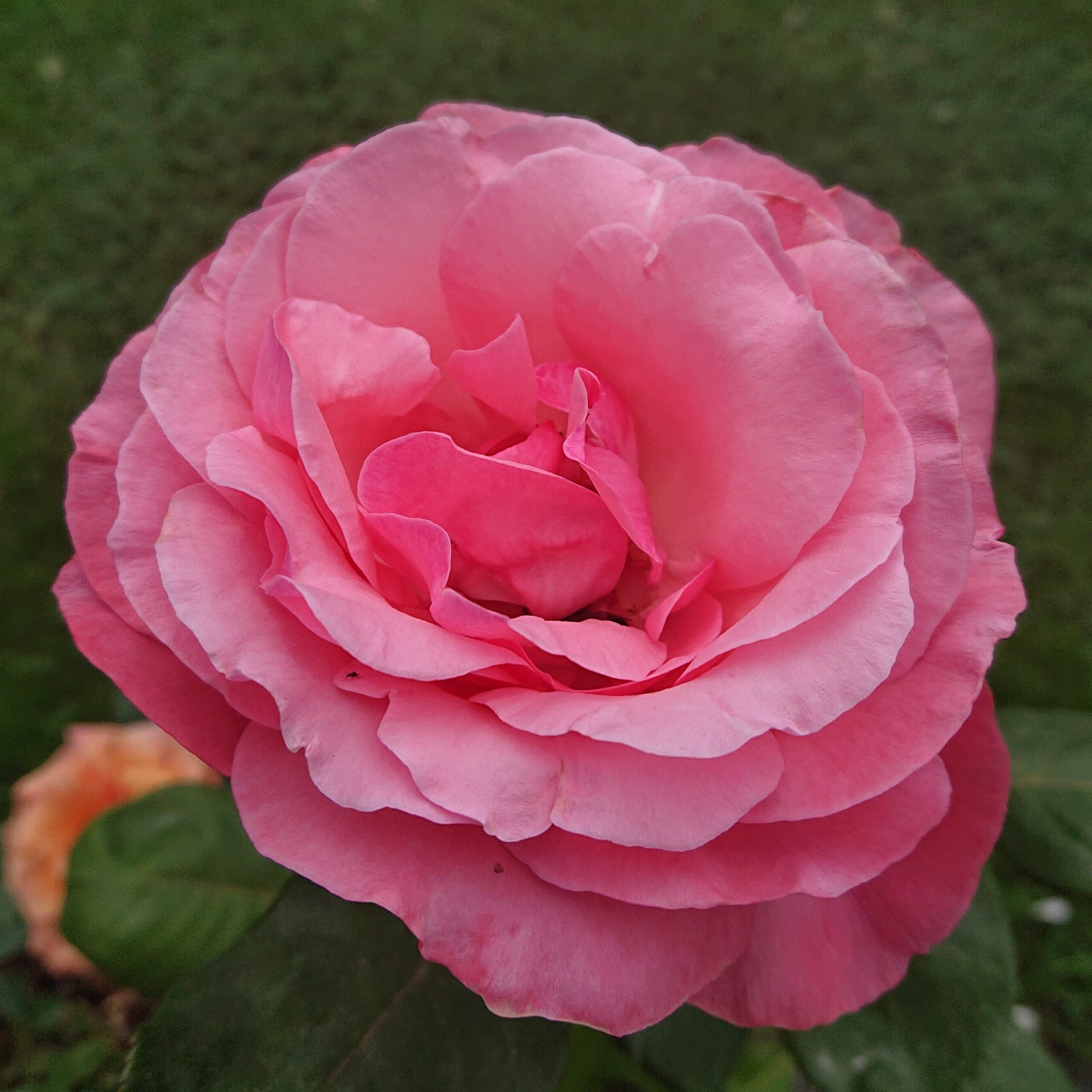Queen Elizabeth – Bild 3