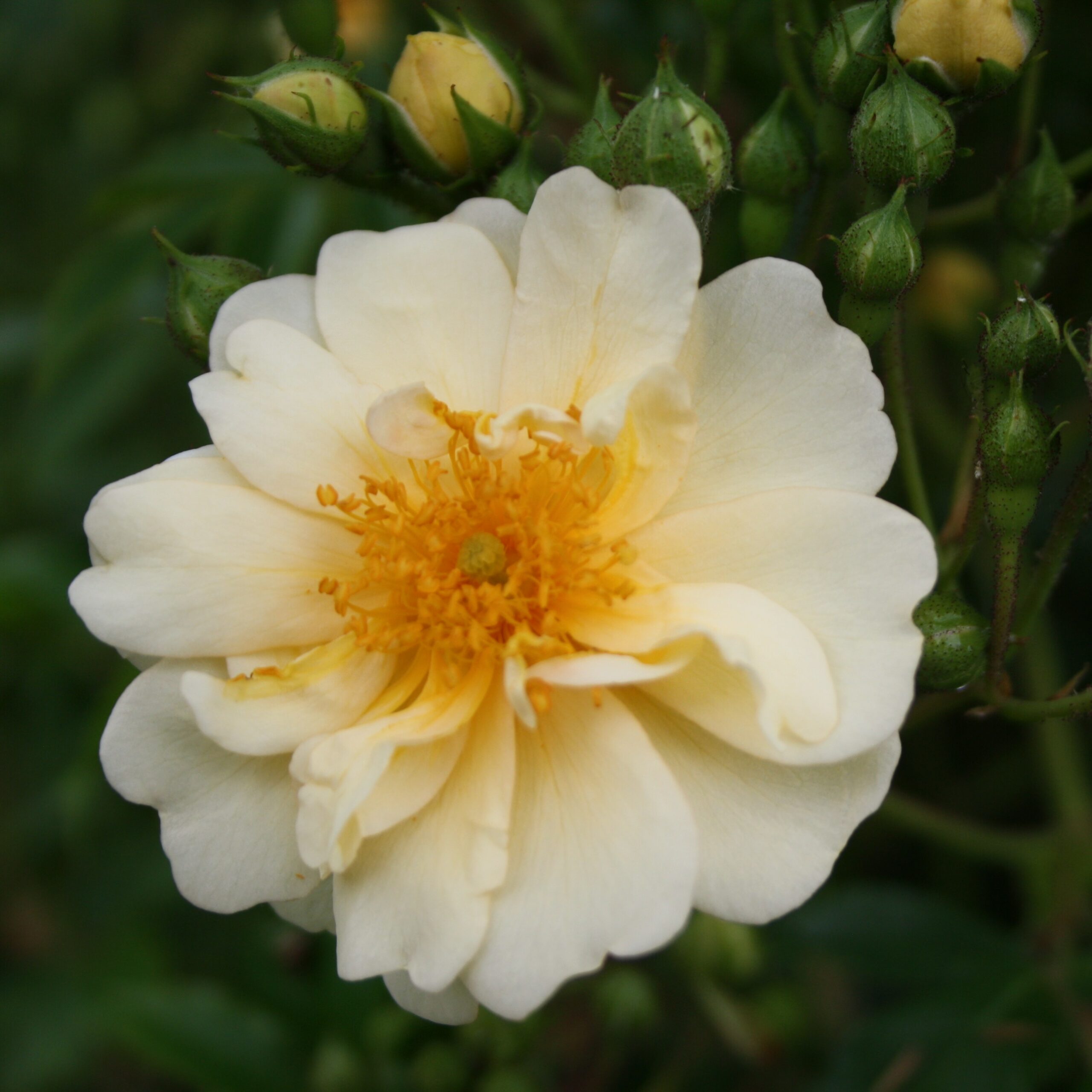 Rosa helenae Sämling – Bild 3