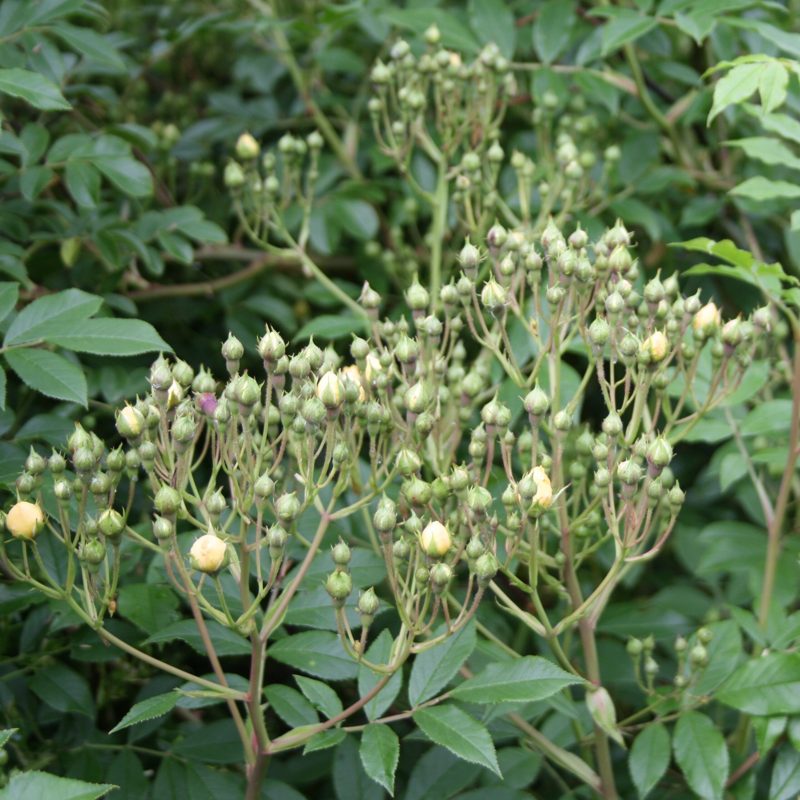 Rosa helenae Sämling – Bild 6