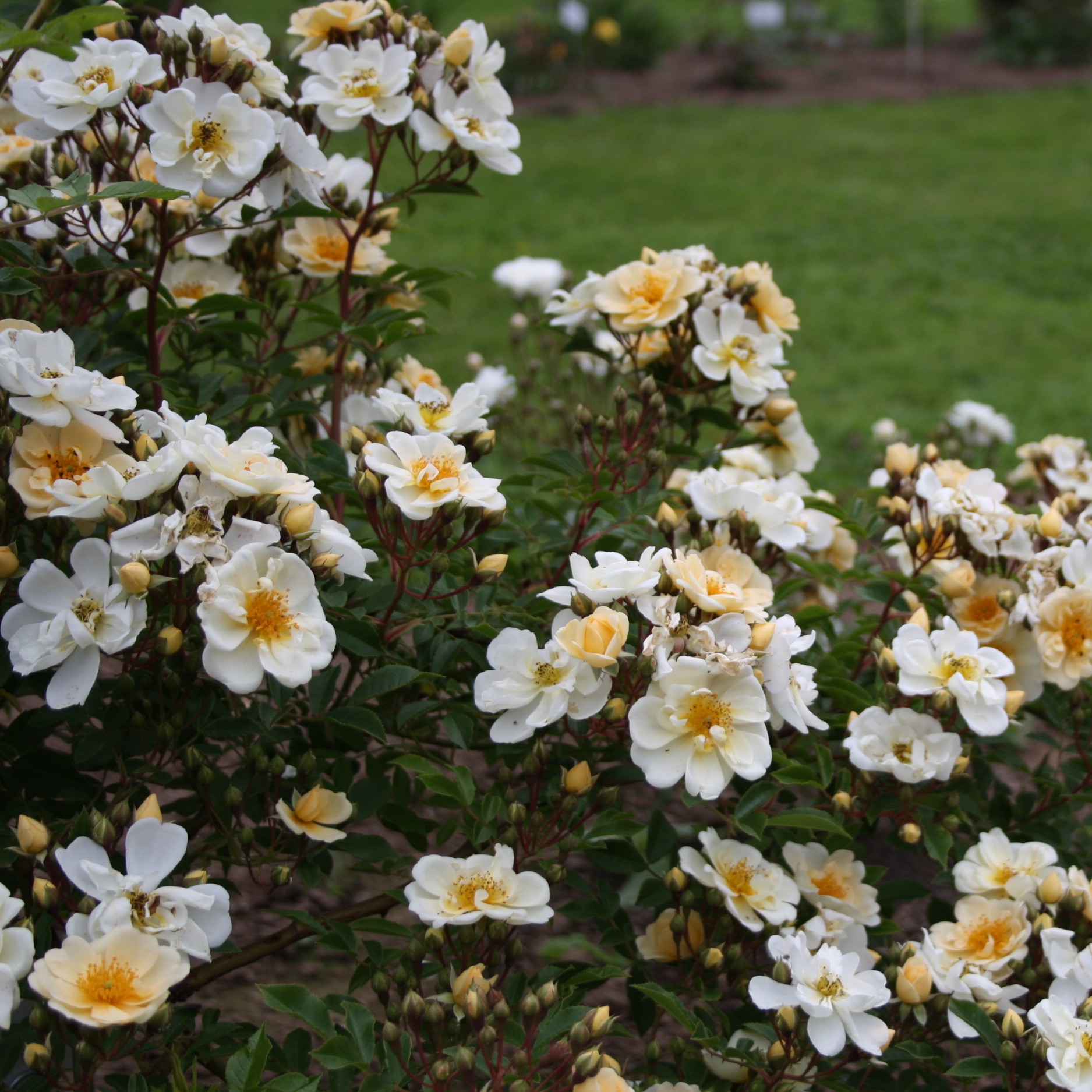 Rosa helenae Sämling – Bild 4
