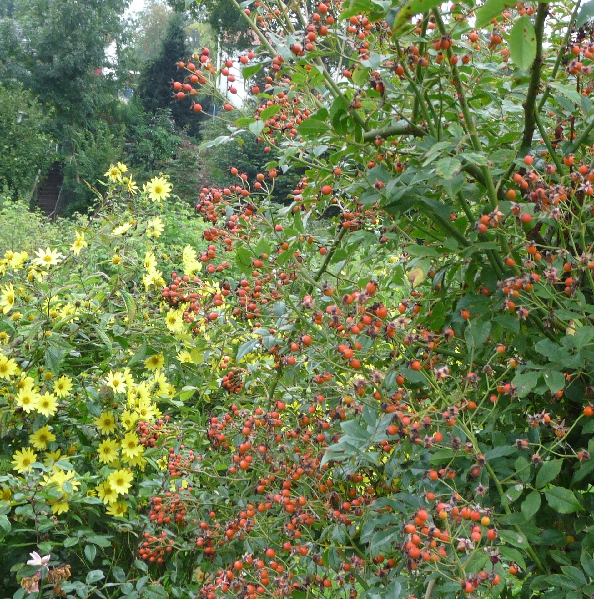 Rosa helenae Sämling – Bild 5