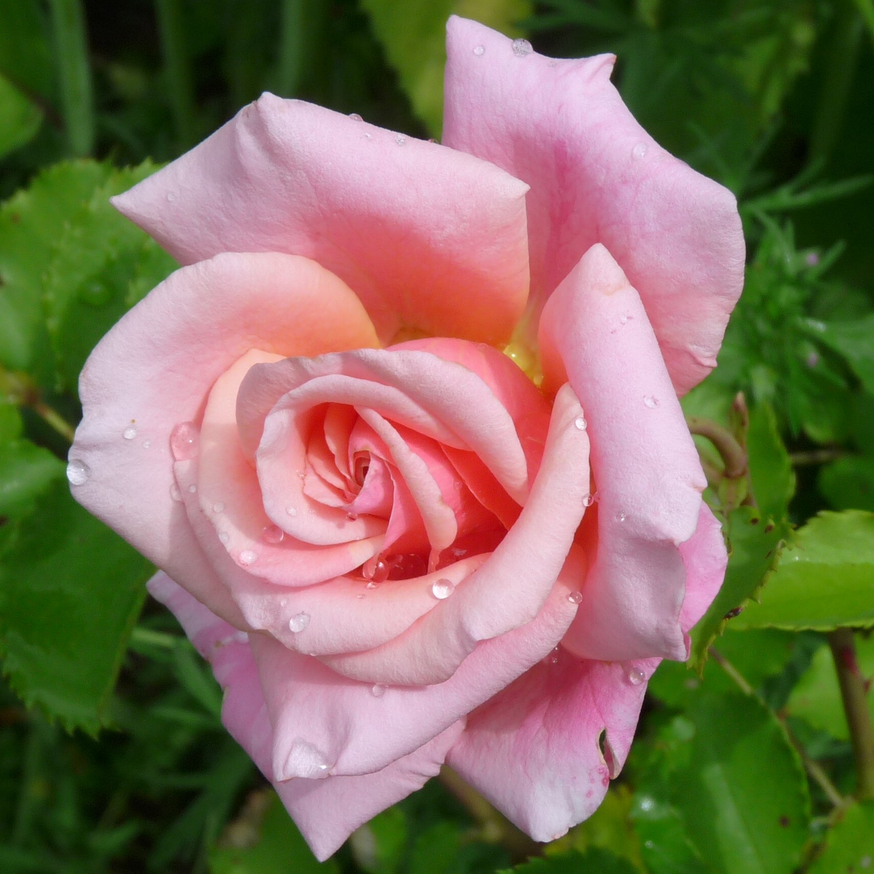 Reve Apricot – Bild 17