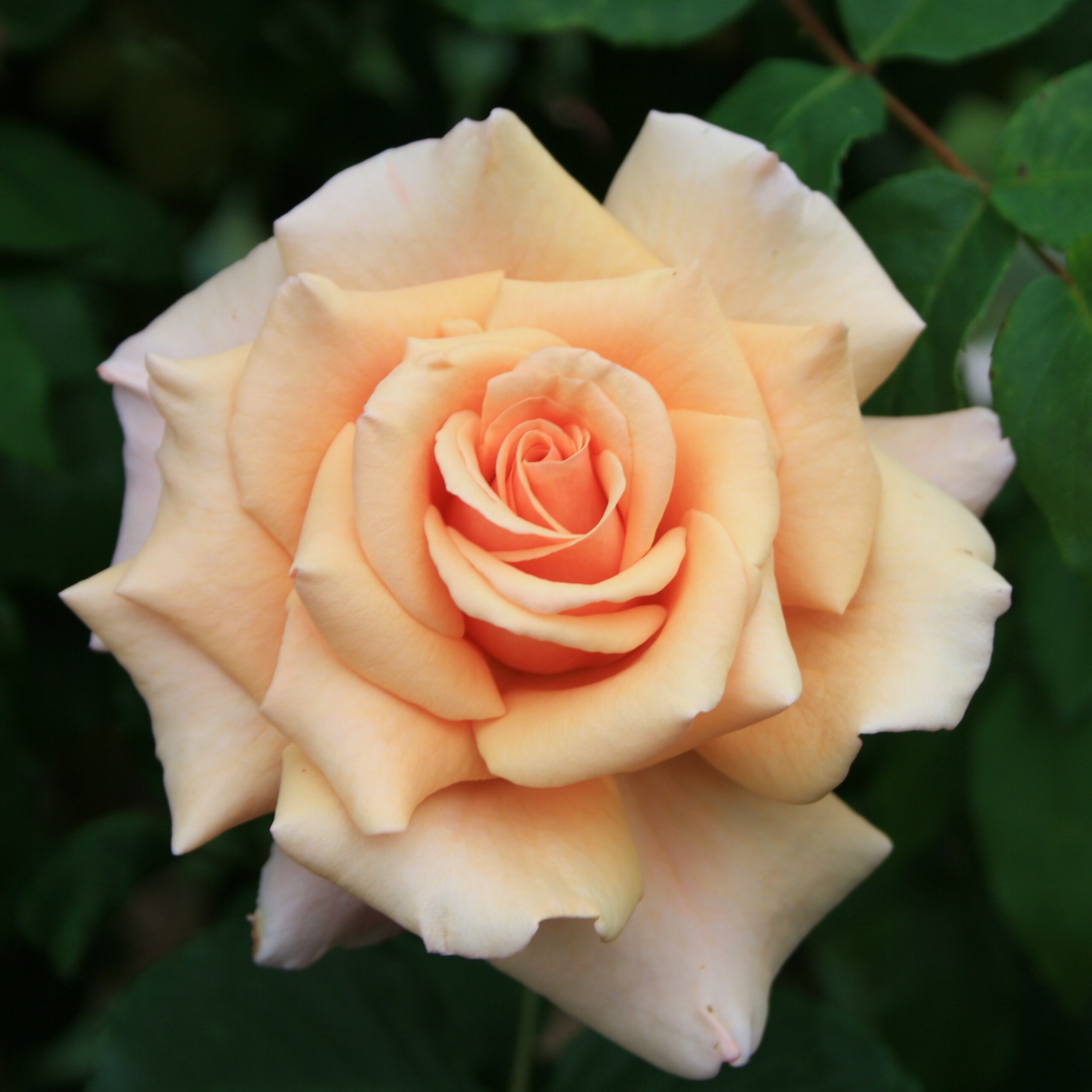 Reve Apricot – Bild 7