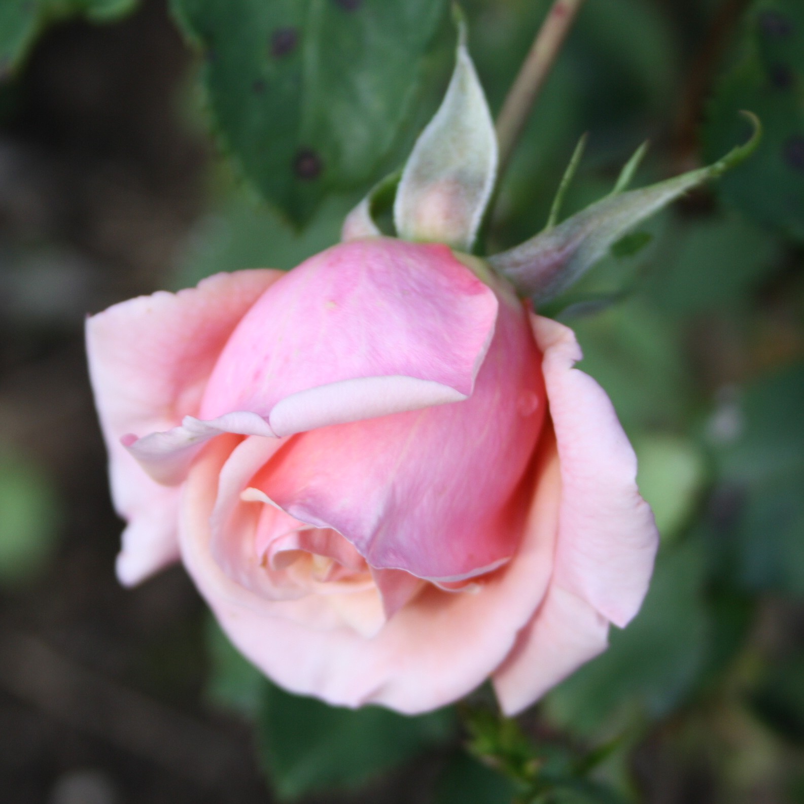 Reve Apricot – Bild 8