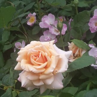 Reve Apricot