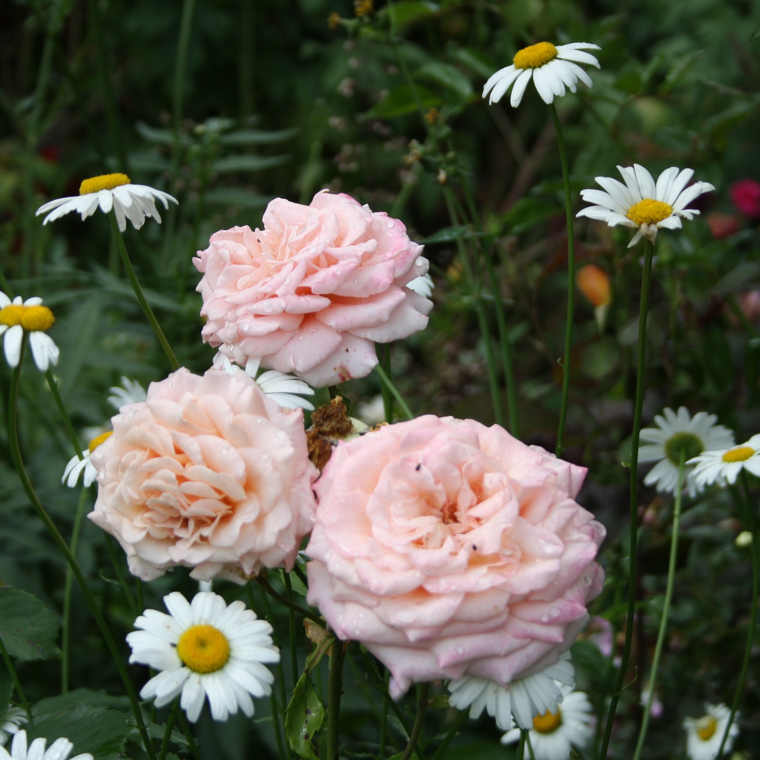 Reve Apricot – Bild 18
