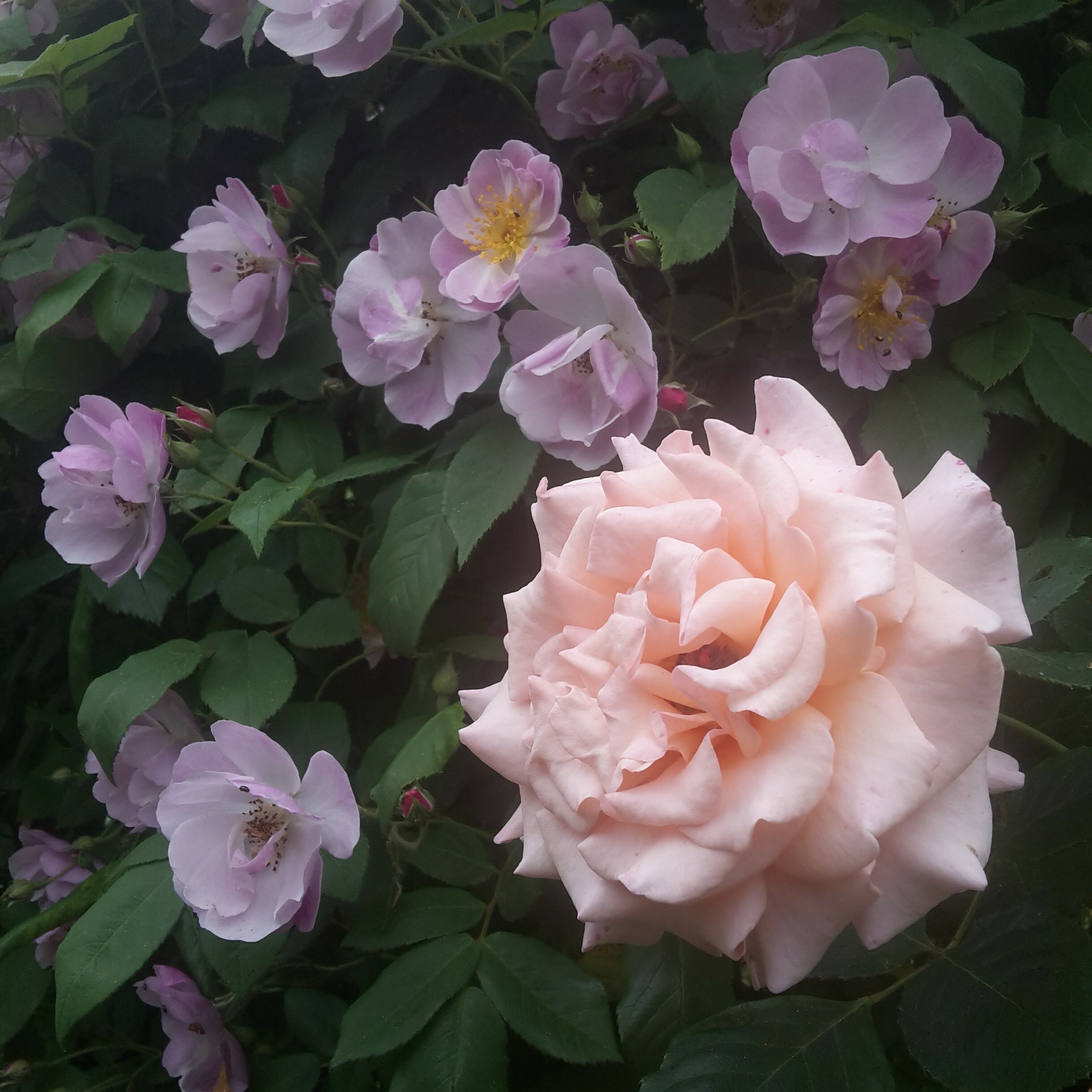Reve Apricot – Bild 16