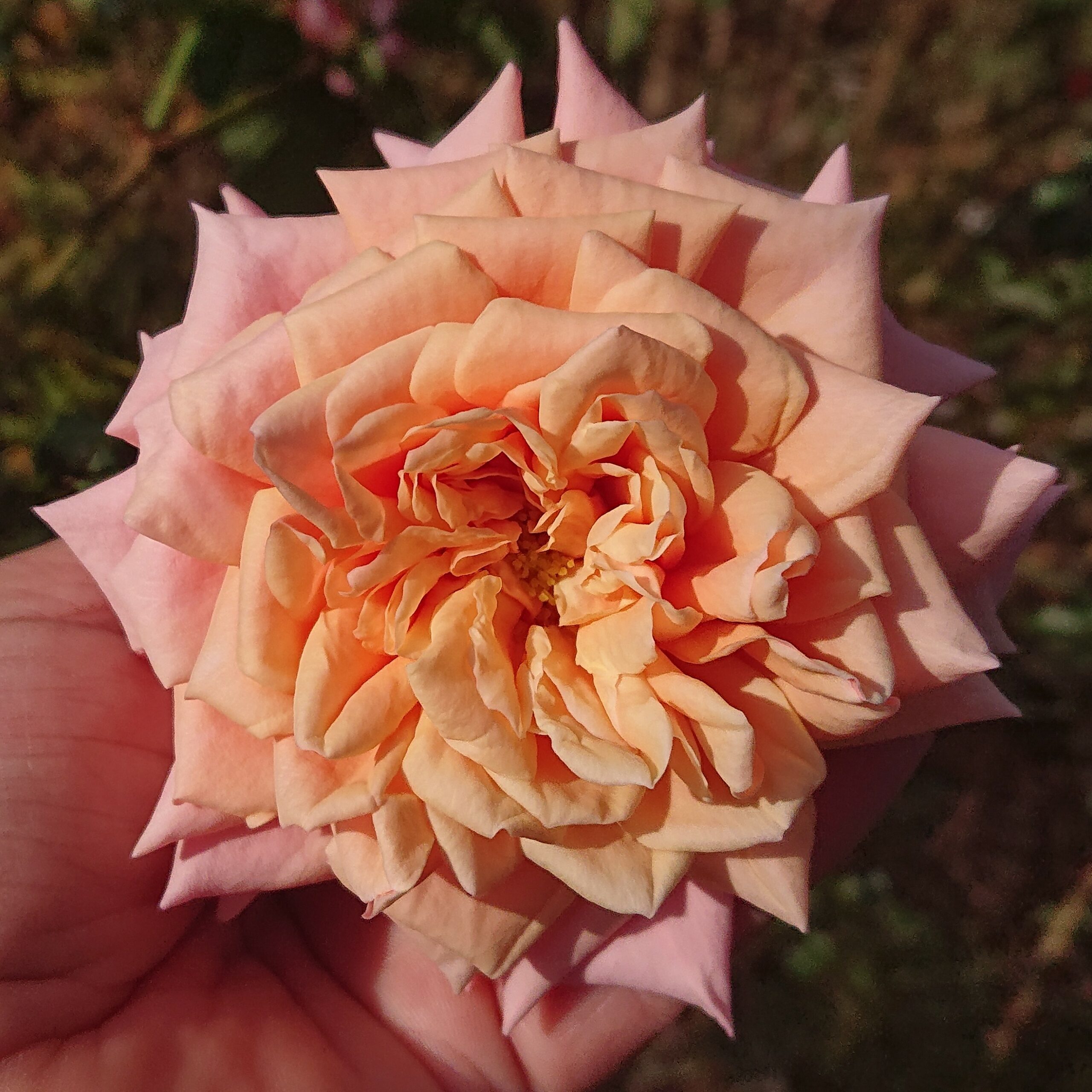 Reve Apricot – Bild 5