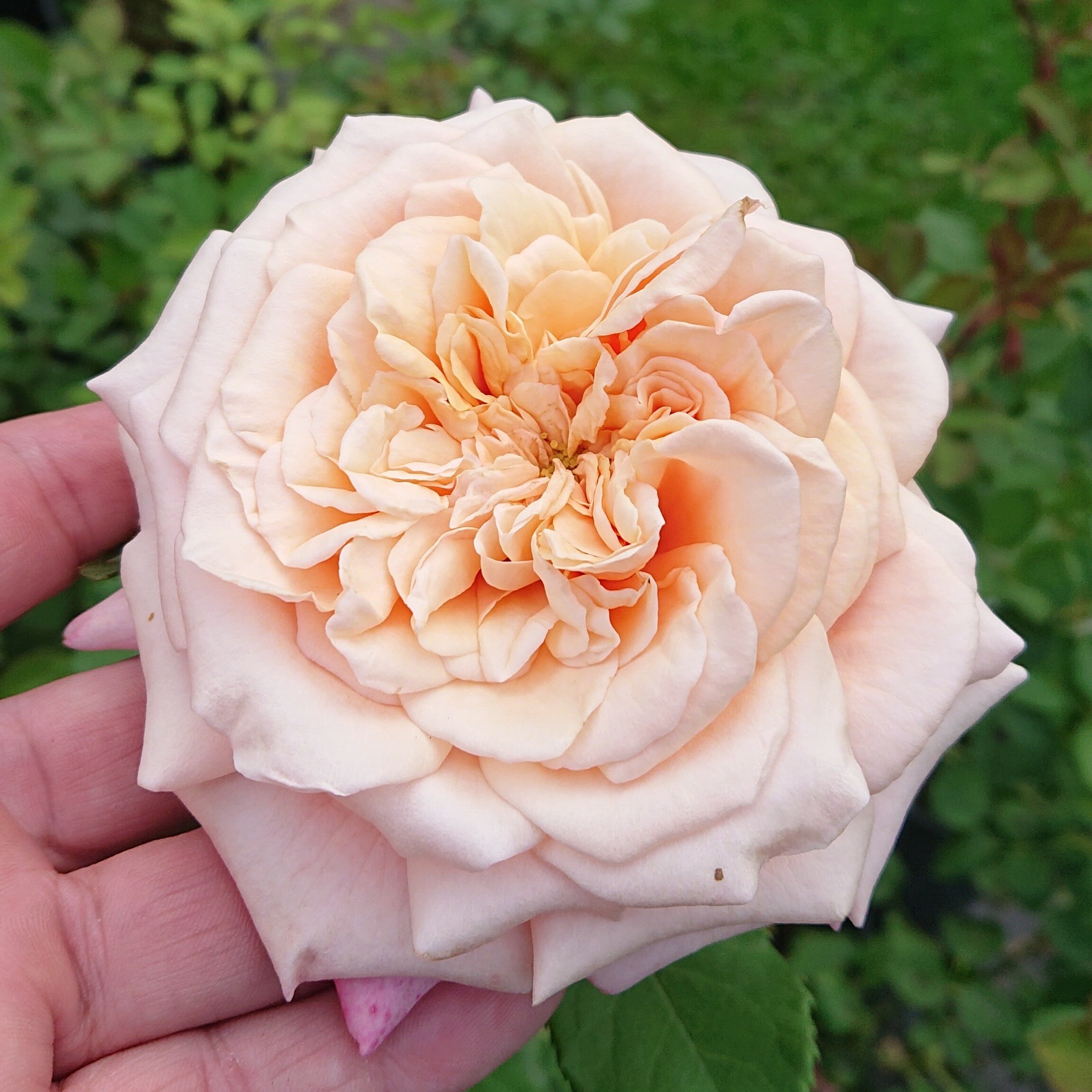 Reve Apricot – Bild 9