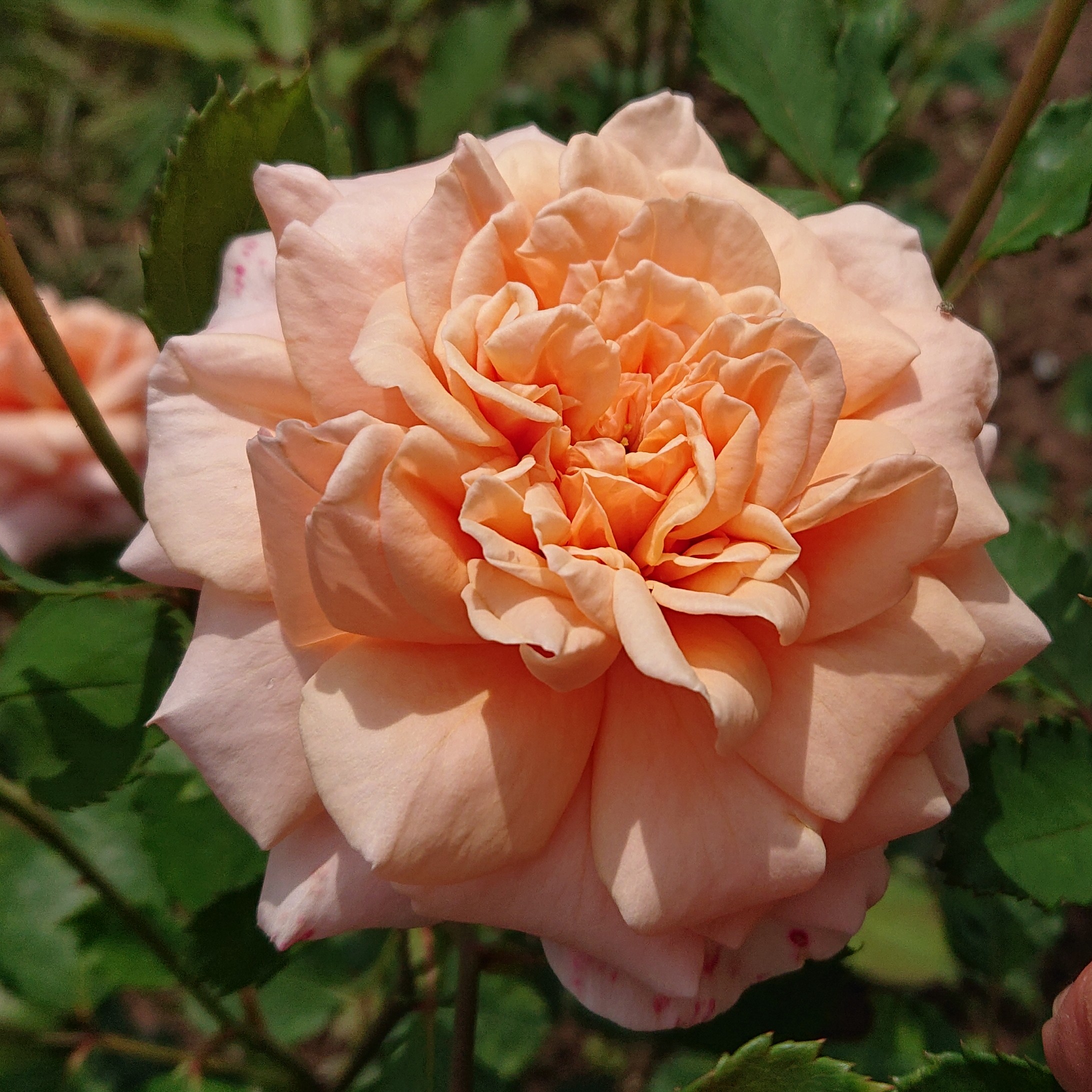 Reve Apricot – Bild 14