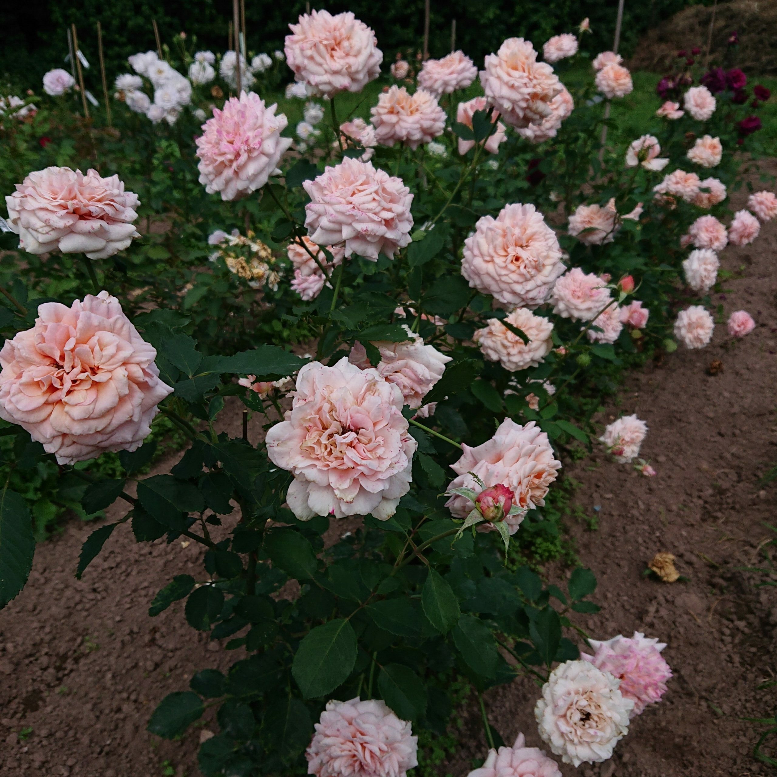 Reve Apricot – Bild 4