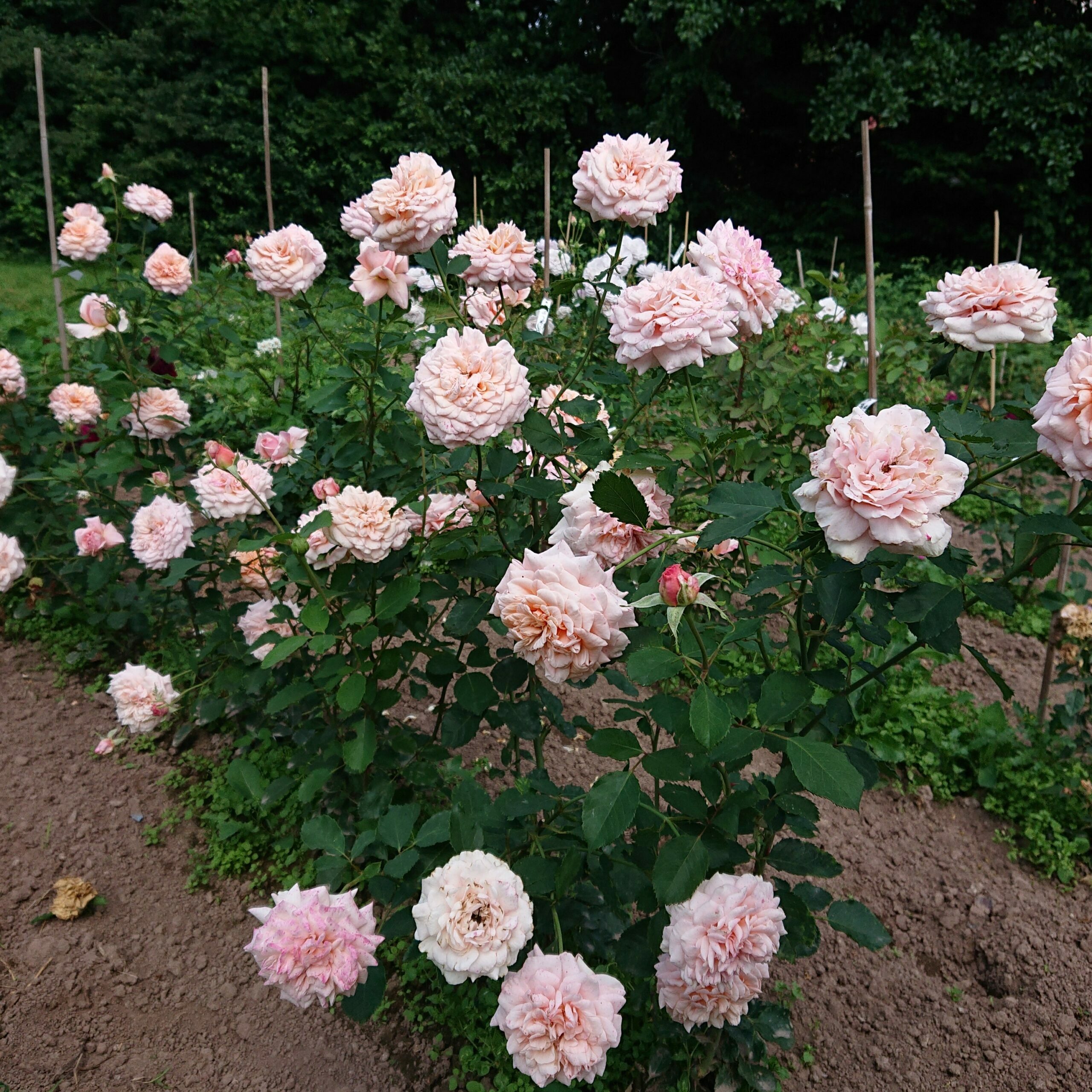 Reve Apricot – Bild 13