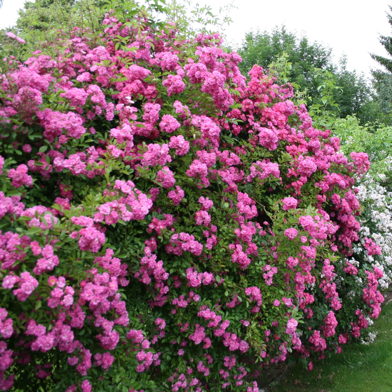 Rockin´ Pink – Bild 2