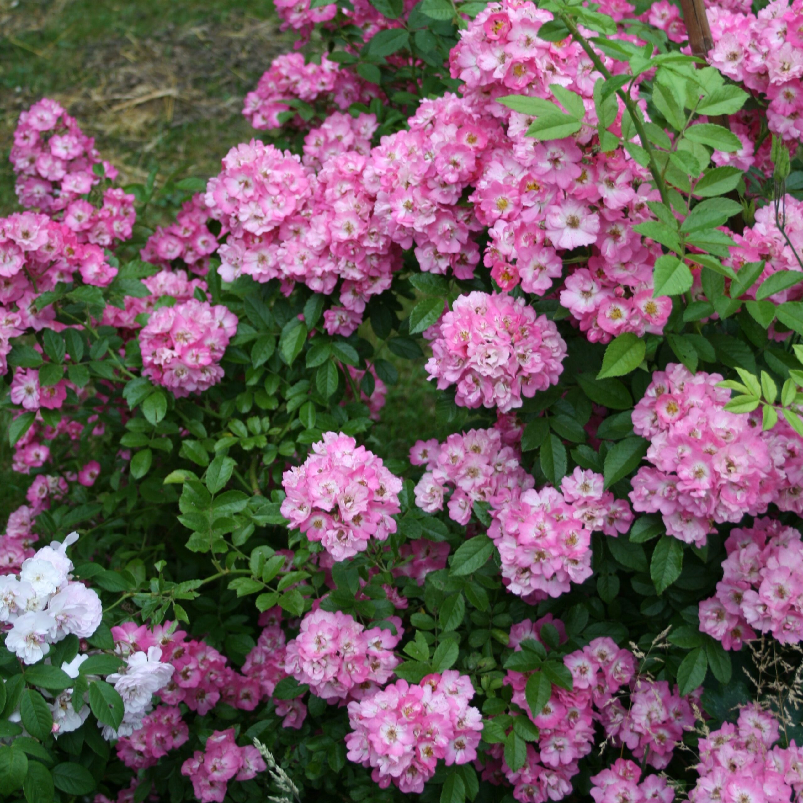 Rockin´ Pink – Bild 3