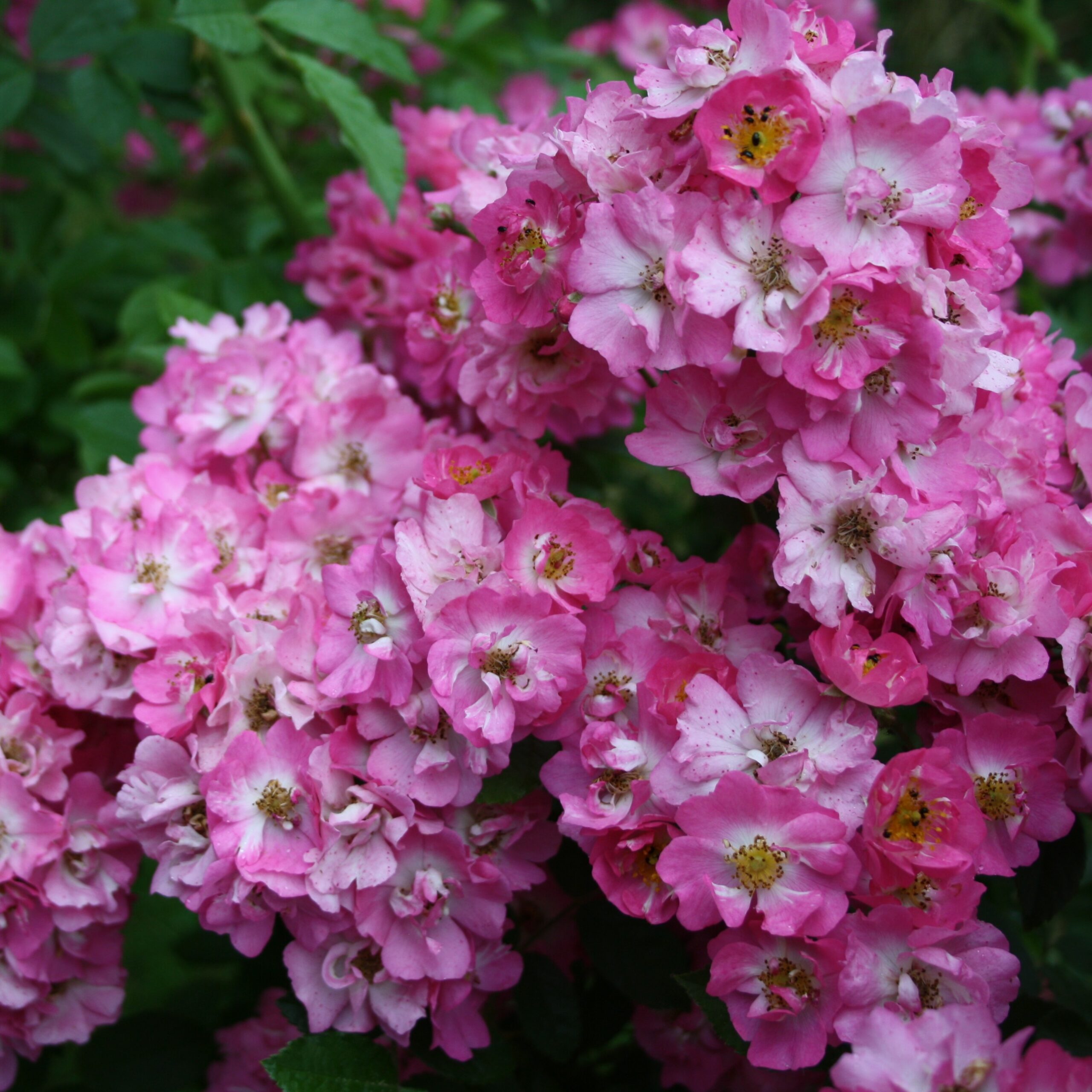 Rockin´ Pink – Bild 4