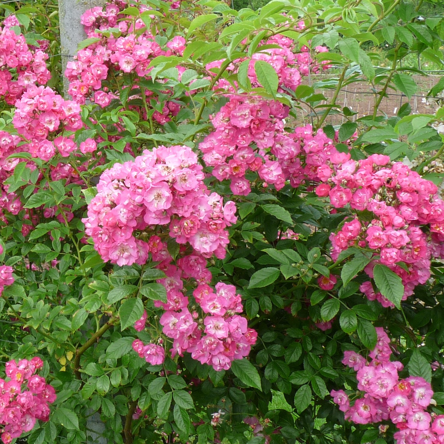 Rockin´ Pink – Bild 5
