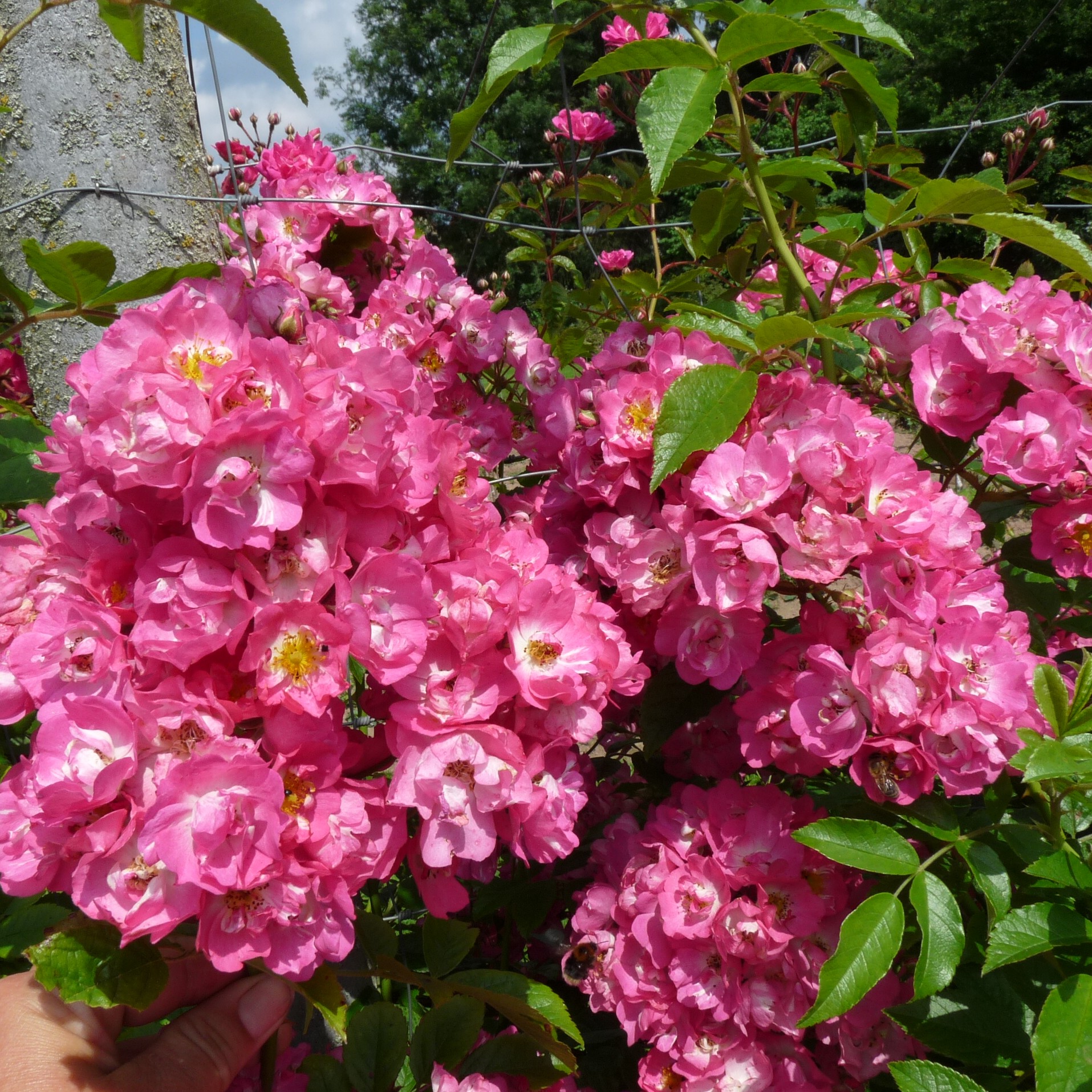 Rockin´ Pink – Bild 6